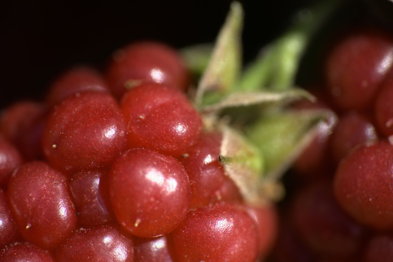 Nikon D5300 sample photo. Blackberry, fruit, blackberries photography
