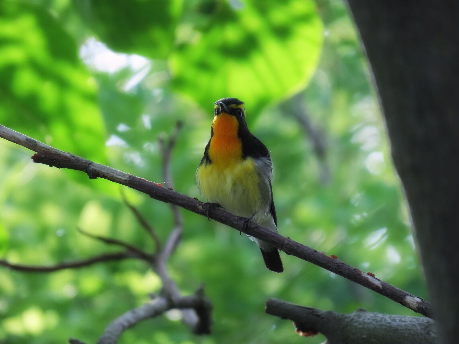 Canon PowerShot SX70 HS sample photo. Animal, forest, fresh green photography
