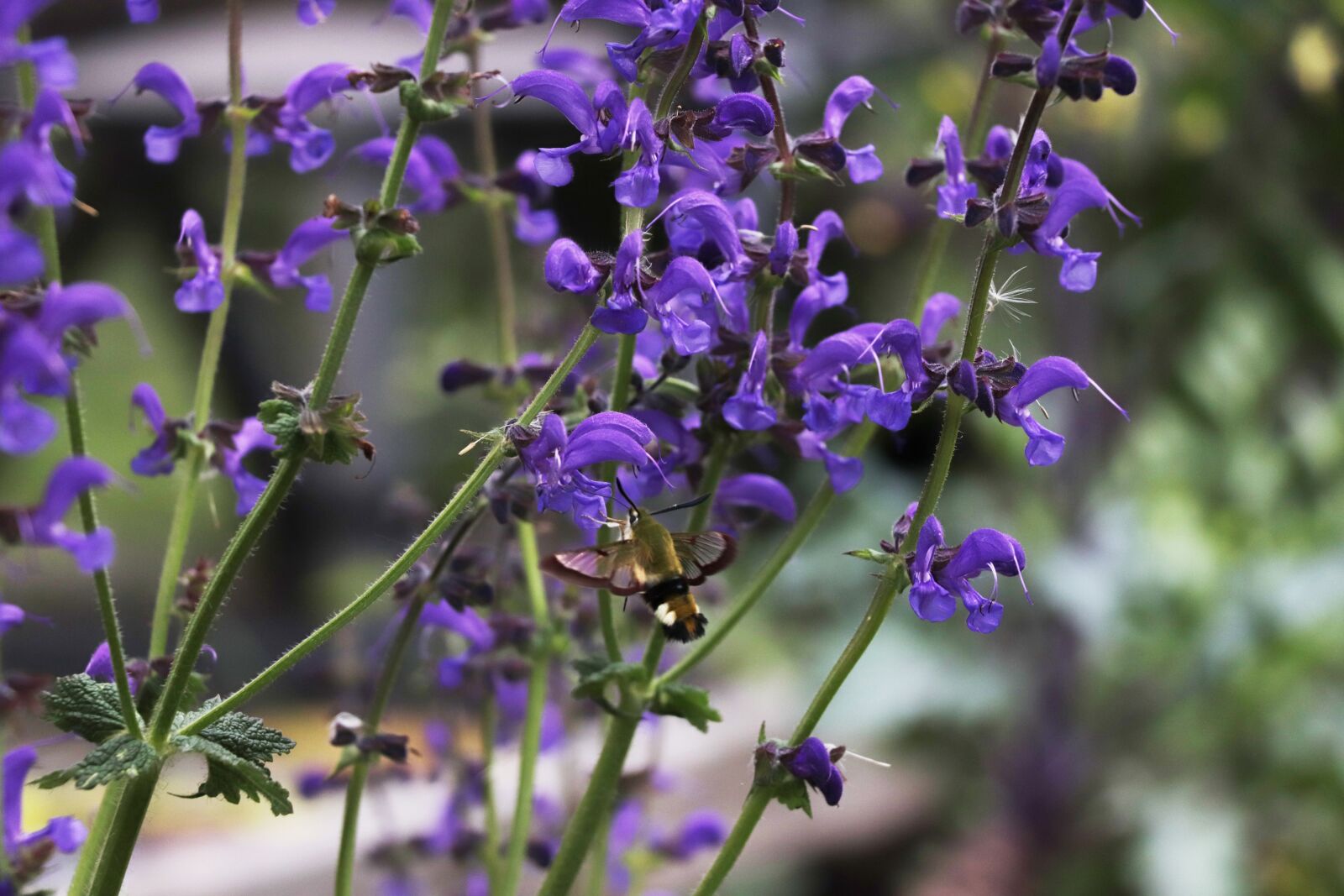 Canon EOS 77D (EOS 9000D / EOS 770D) sample photo. Hummingbird hawk moth, hummingbird photography