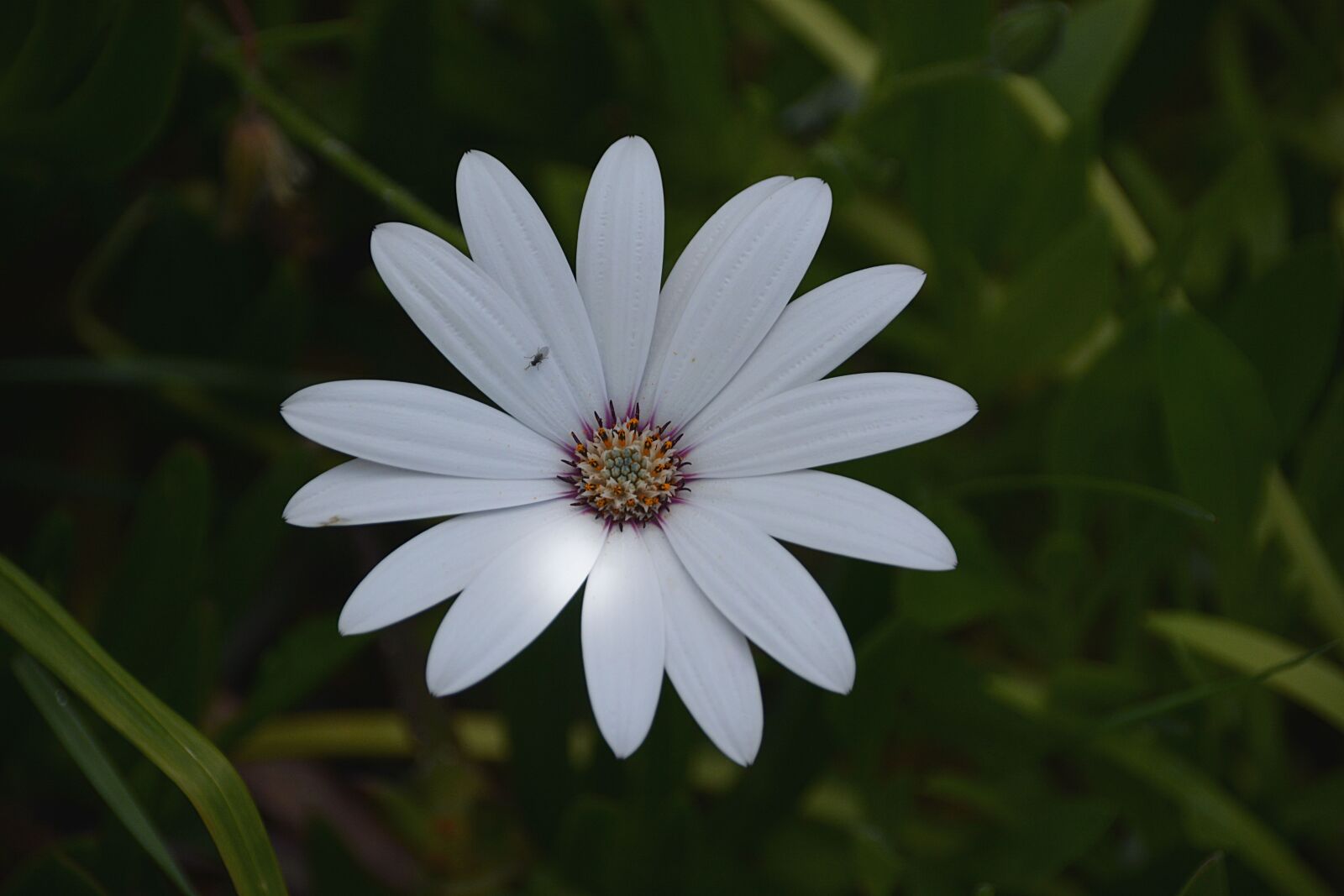Nikon D5200 sample photo. Botanique, fleur, fleur, blanche photography