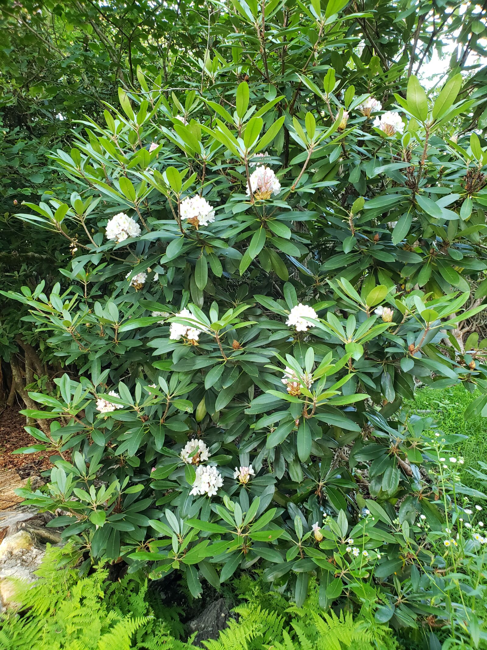 Samsung Galaxy S9 sample photo. Flowers, rhododendron, nc photography