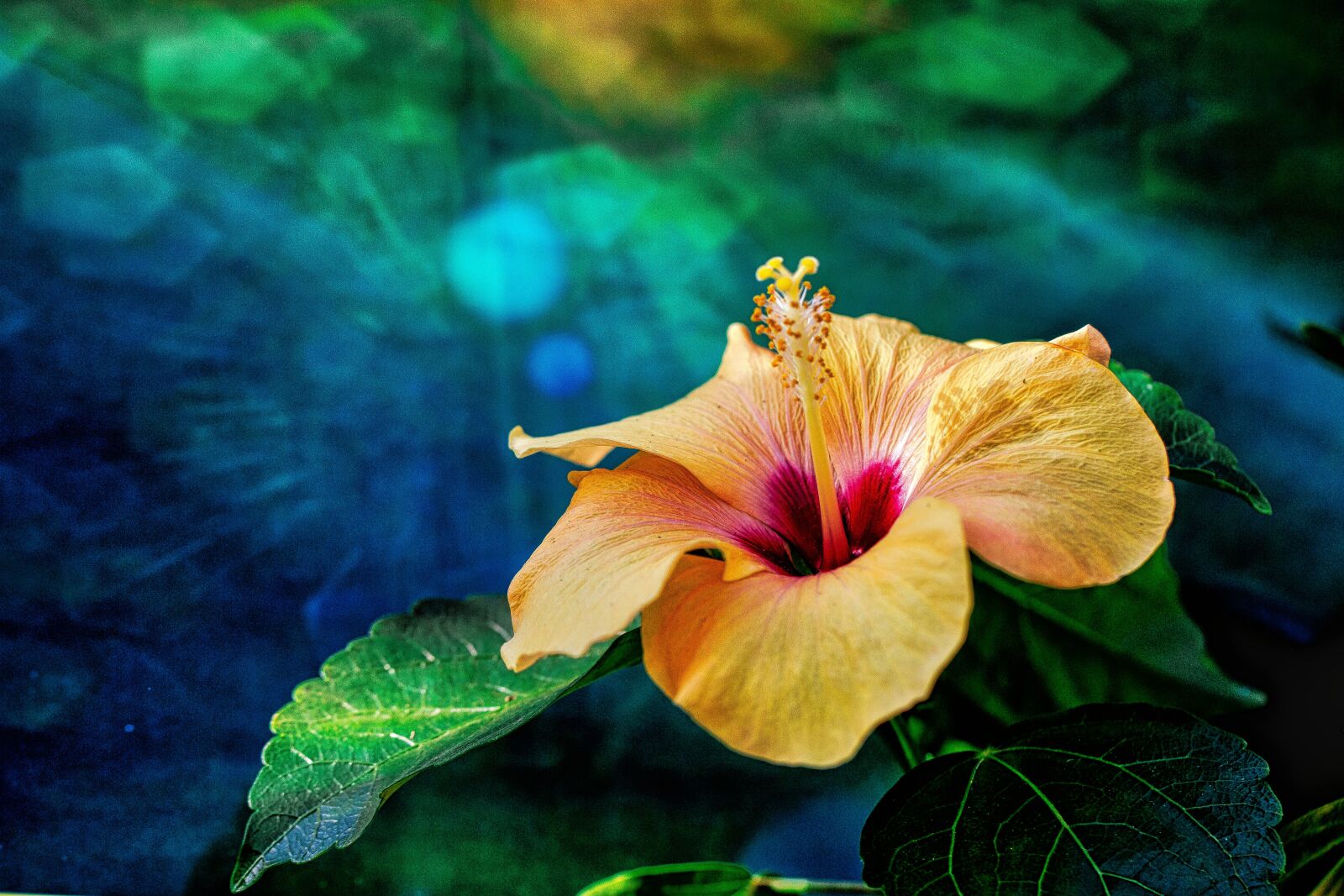Canon EF 100mm F2.8L Macro IS USM sample photo. Hibiscus, yellow red, flower photography