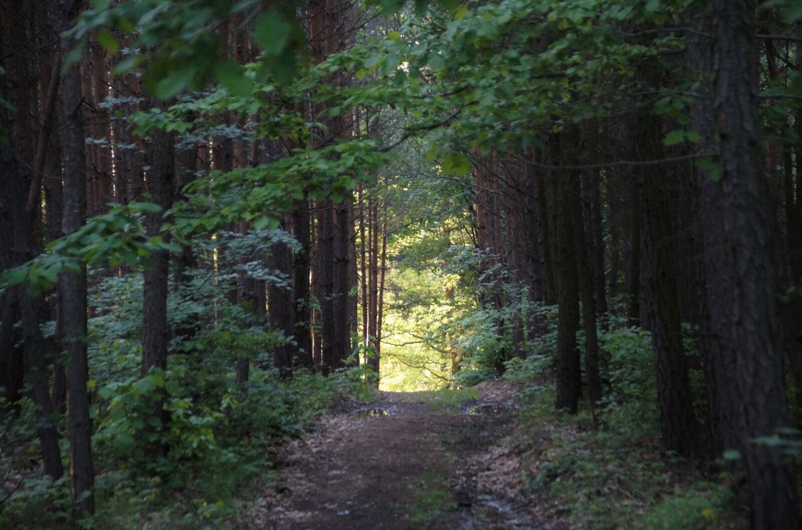 Sony SLT-A58 sample photo. Forest, trees, forest road photography