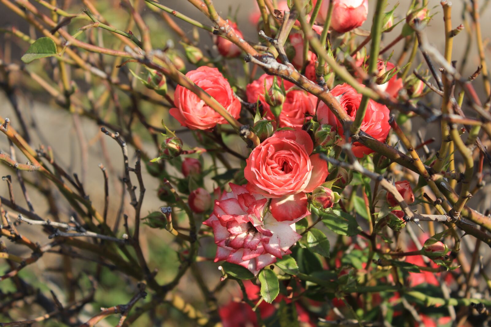 Canon EOS 1200D (EOS Rebel T5 / EOS Kiss X70 / EOS Hi) sample photo. Roses, rosebush, nature photography