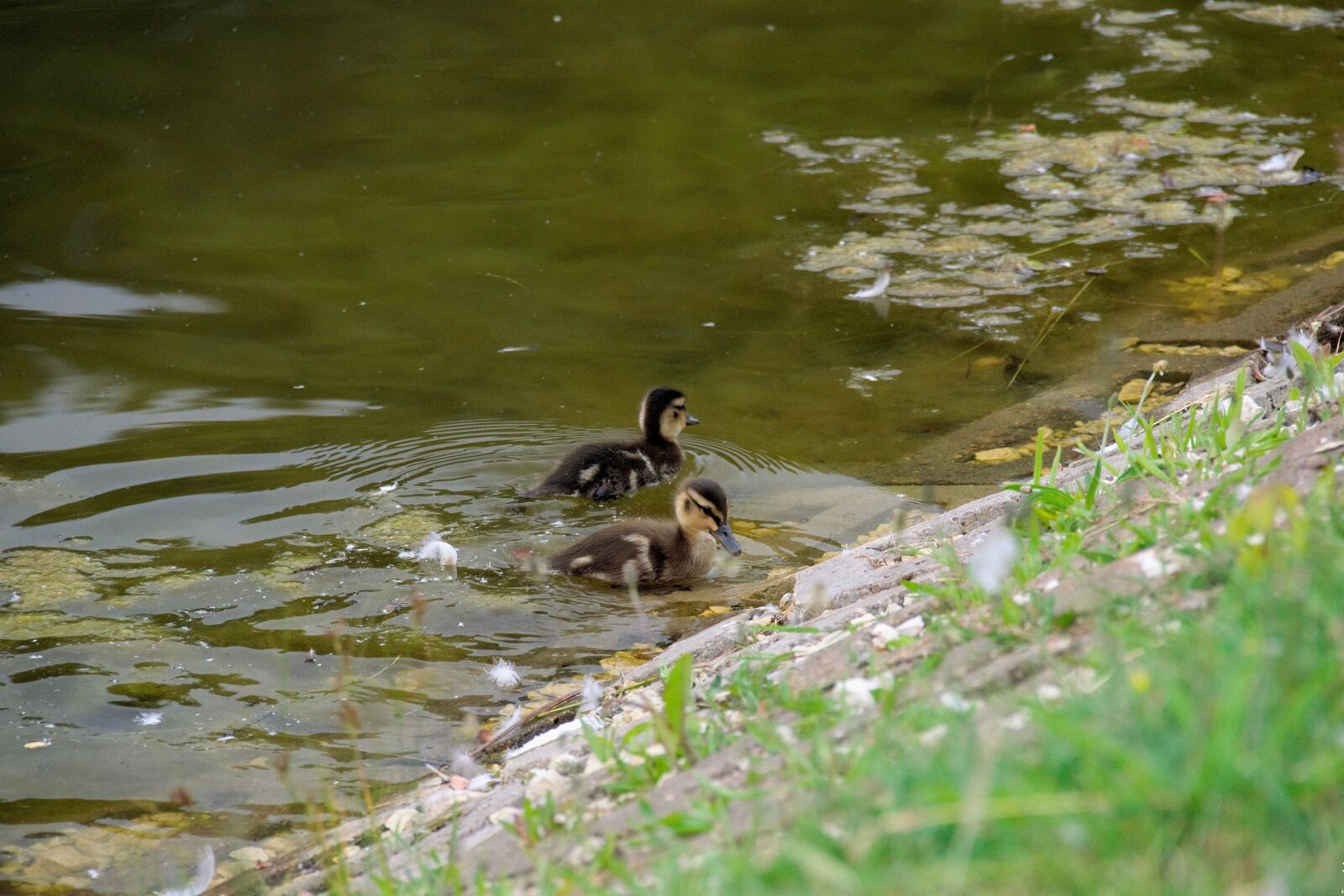 Nikon D3300 sample photo. Small, kaczęta, duck photography