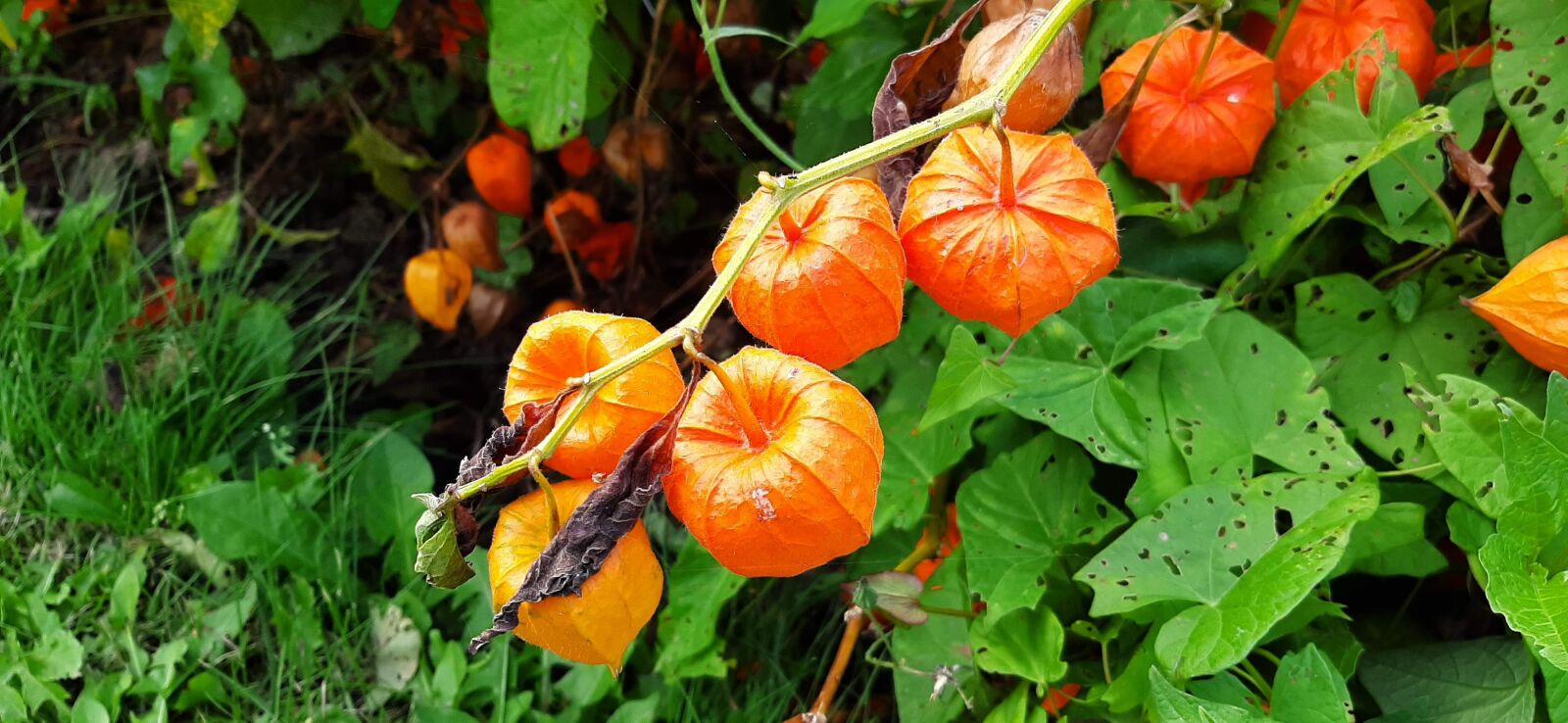 Samsung Galaxy A50 sample photo. Pumpkin, orange, soup photography