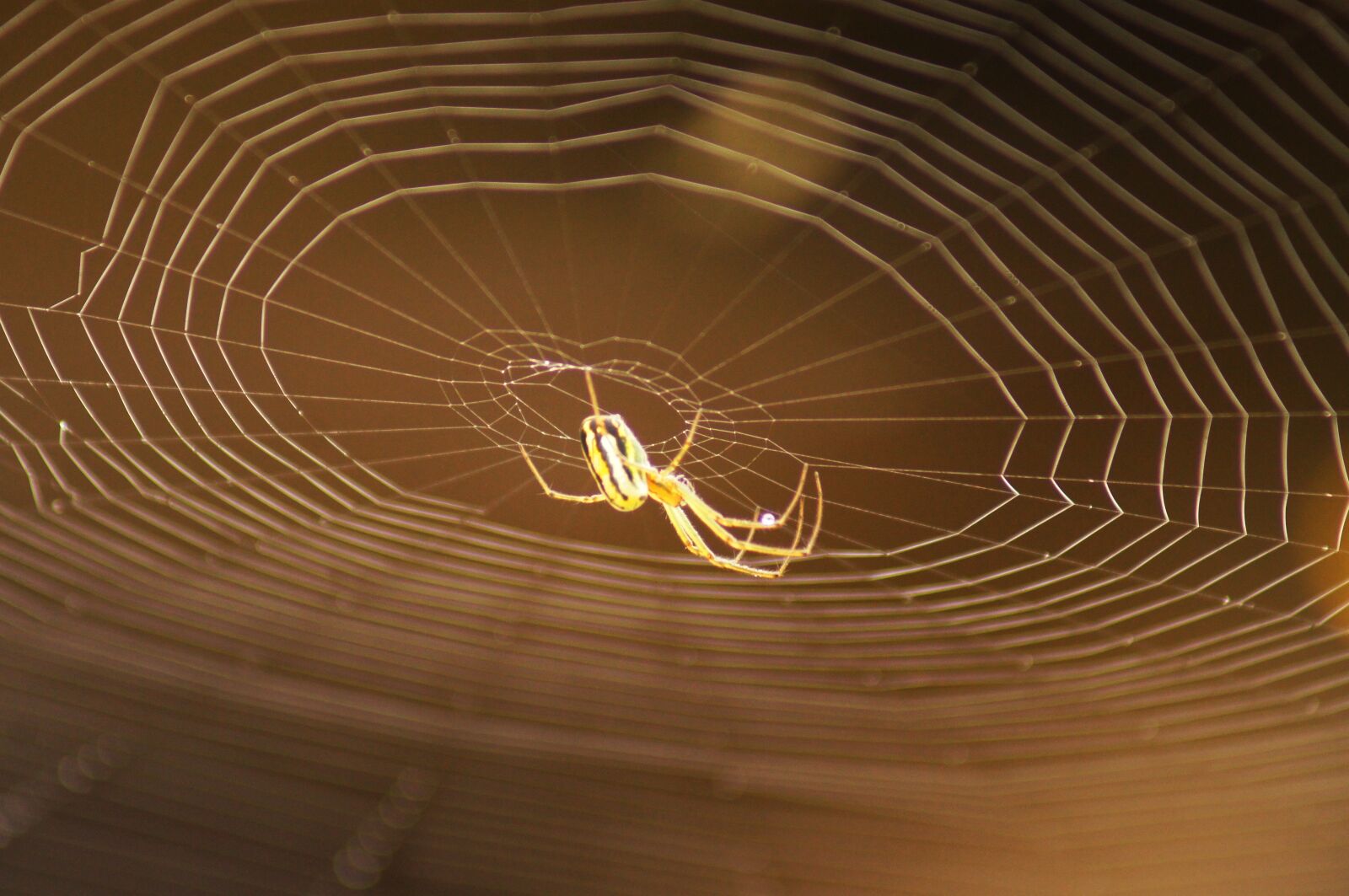Sony SLT-A55 (SLT-A55V) sample photo. Insects, animals, birds photography