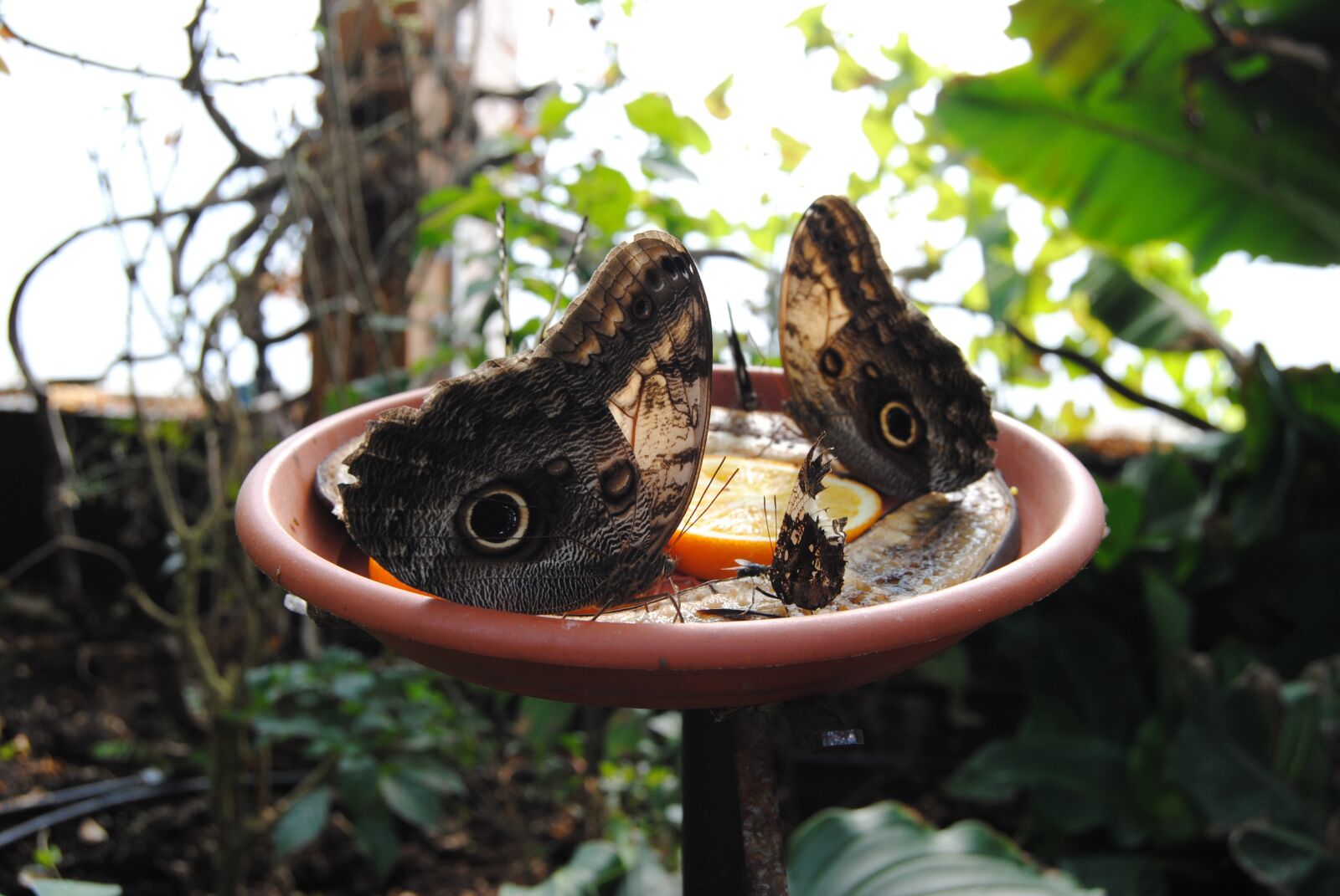 Nikon D3000 sample photo. Butterfly, feeding, wings photography