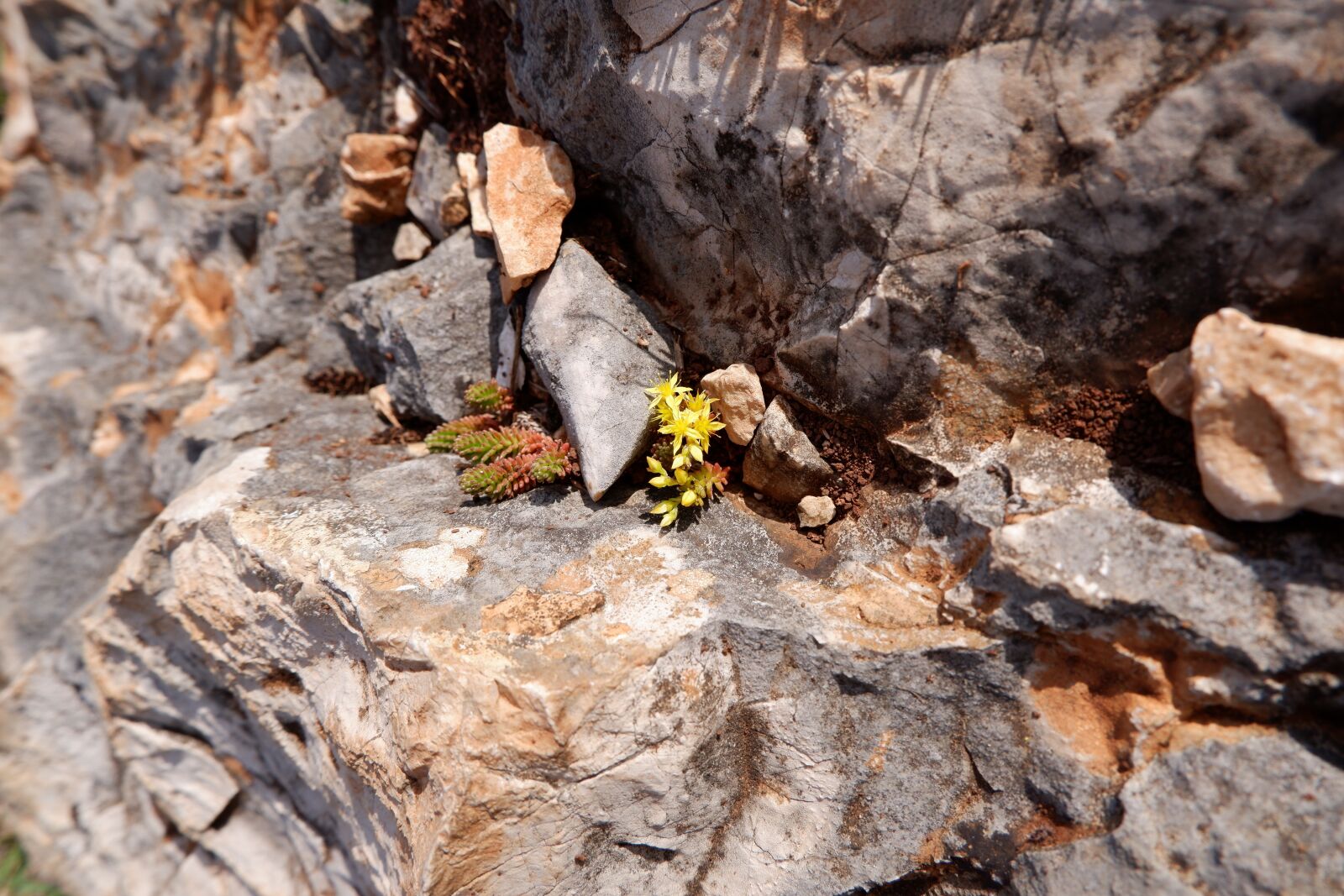 Fujifilm X-T100 sample photo. Flower, yellow, stone photography