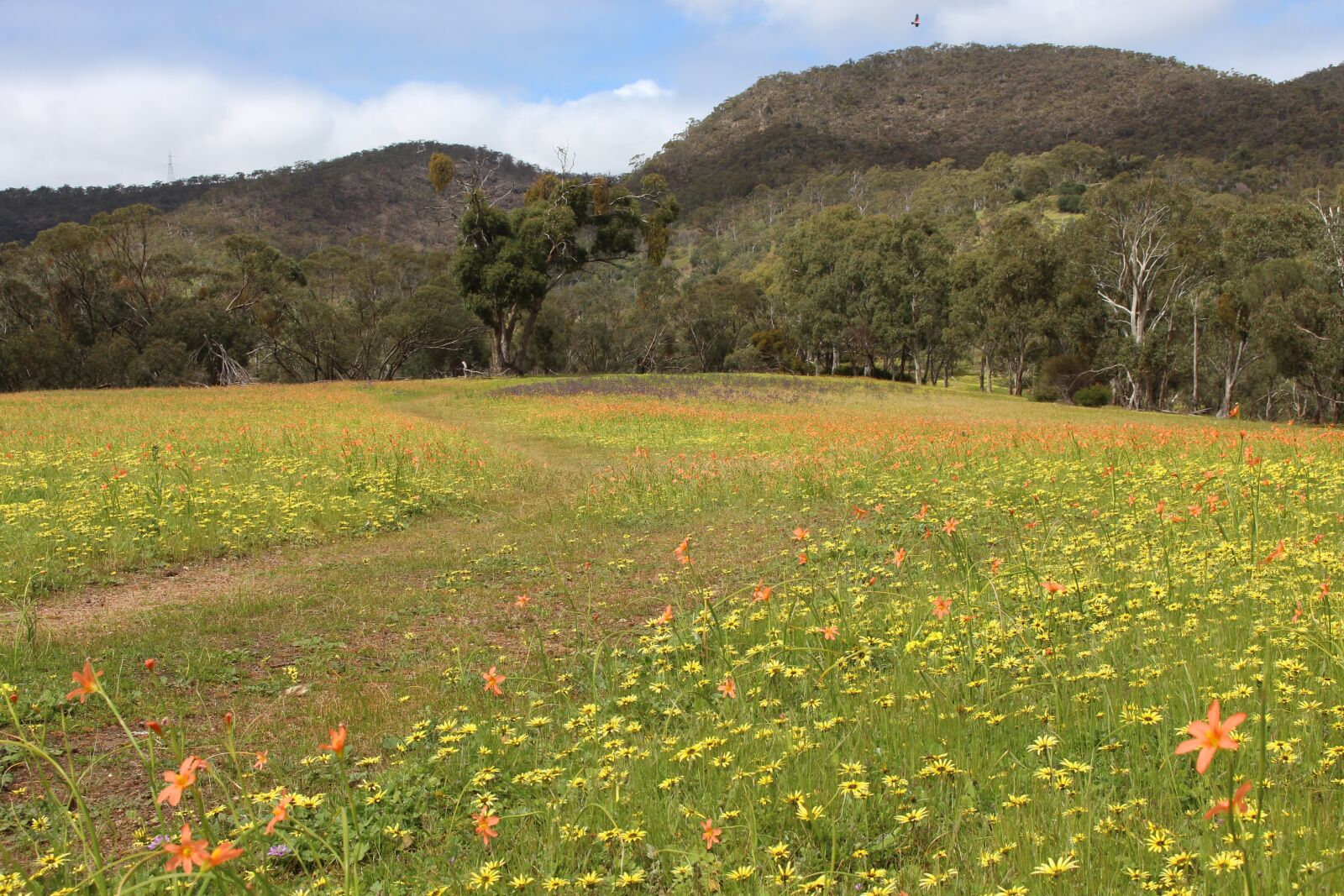 Canon EOS 700D (EOS Rebel T5i / EOS Kiss X7i) sample photo. Meadow, wildflowers, springtime photography