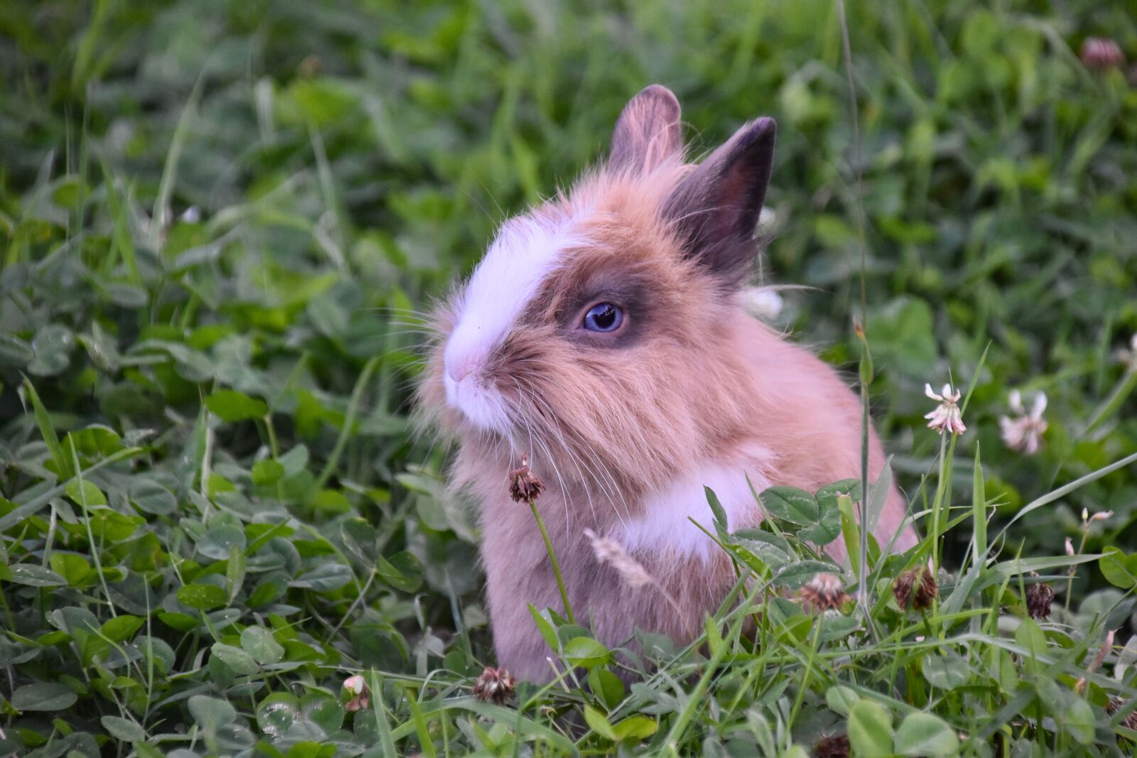 Nikon D5600 sample photo. Rabbit, rabbit portrait, animal photography