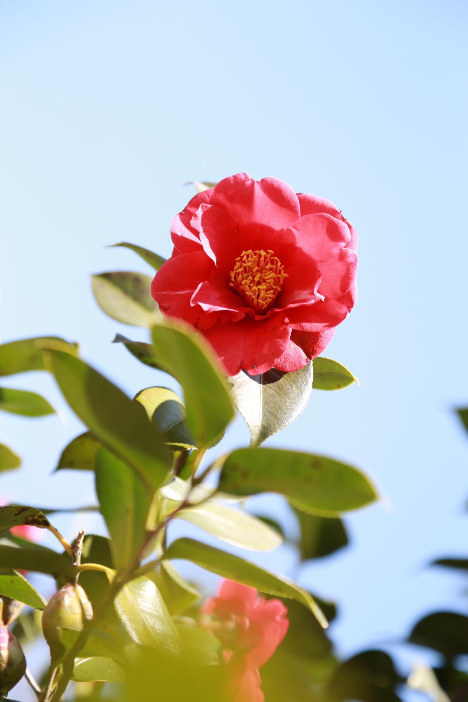 Canon EF 24-105mm F4L IS USM sample photo. Camellia, camellia flower, flowers photography