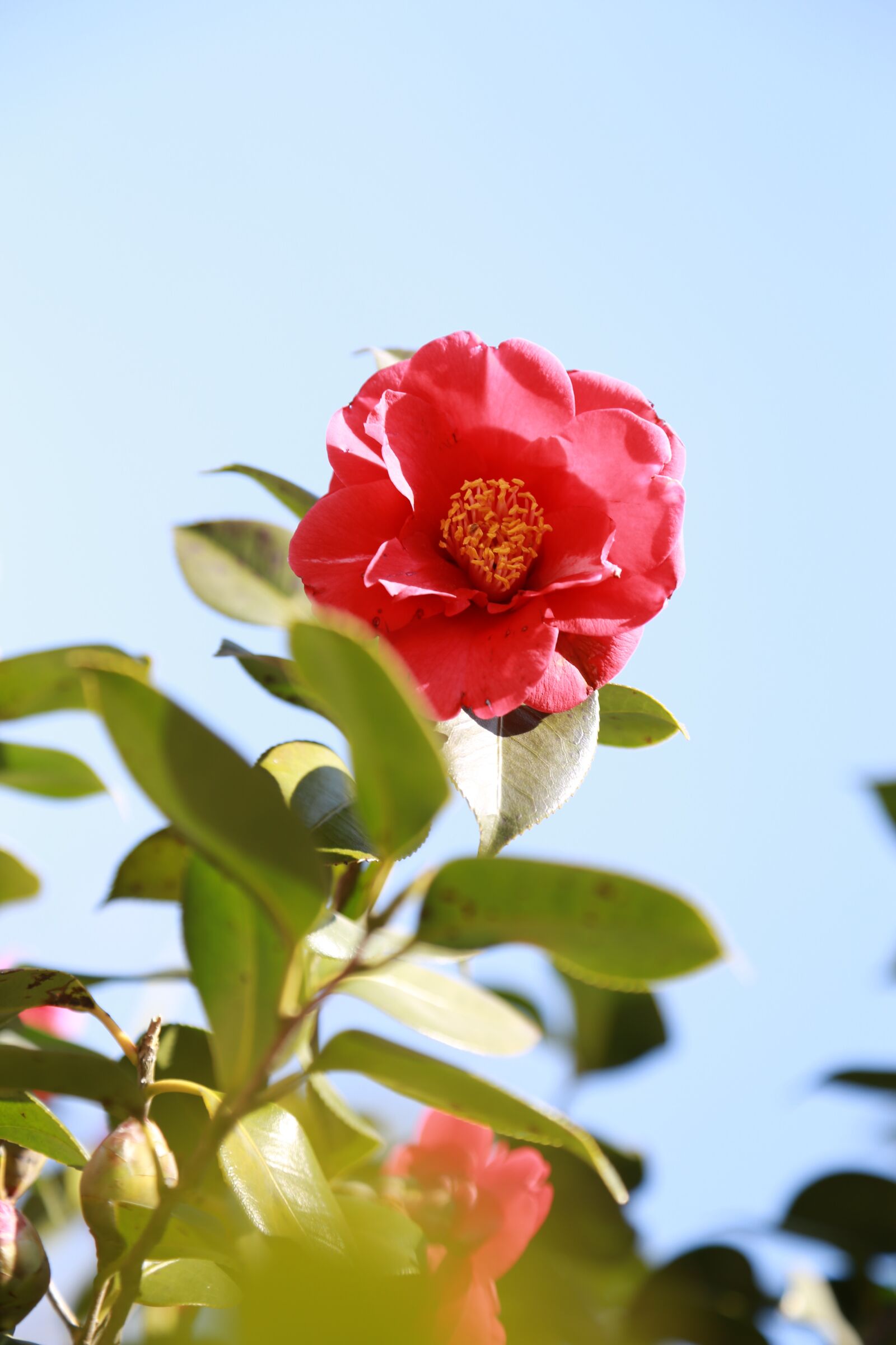 Canon EOS 6D + Canon EF 24-105mm F4L IS USM sample photo. Camellia, camellia flower, flowers photography
