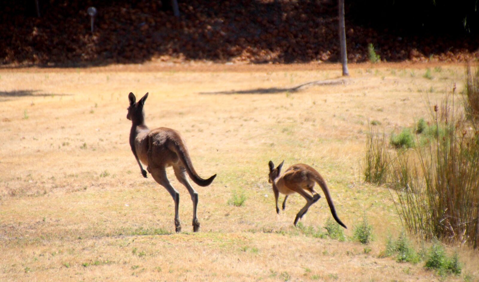 Canon EOS 700D (EOS Rebel T5i / EOS Kiss X7i) sample photo. Jumping kangaroos, kangaroos, kangaroos photography