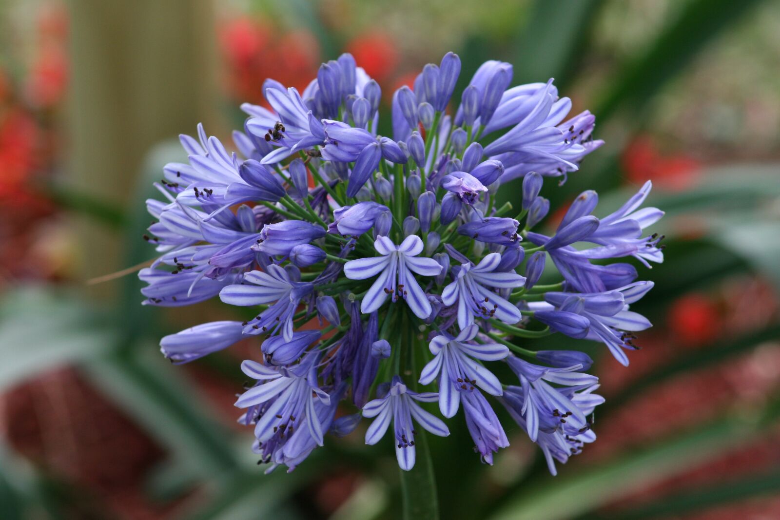 Canon EOS 20D sample photo. Flower, bloom, agapanthus photography