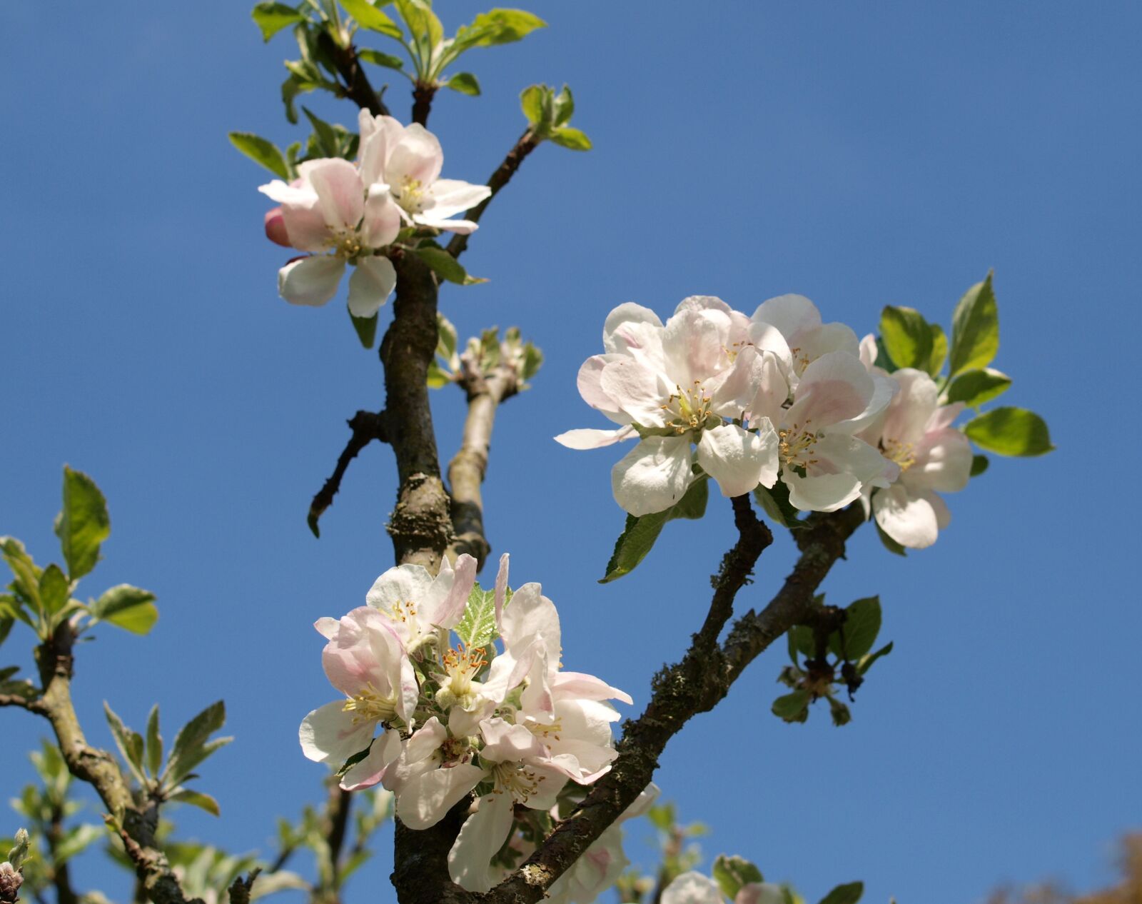 Olympus E-520 (EVOLT E-520) sample photo. Blossom, apple, tree photography