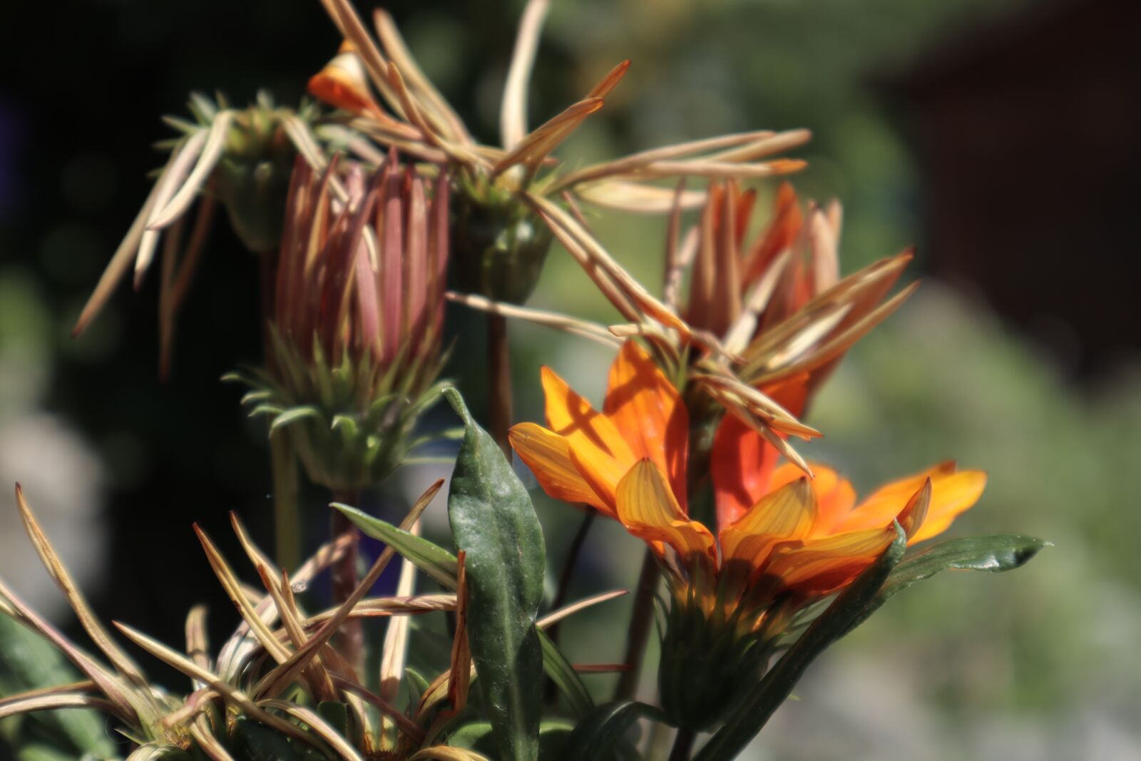 Canon EOS M50 (EOS Kiss M) sample photo. Flower, orange, petals photography