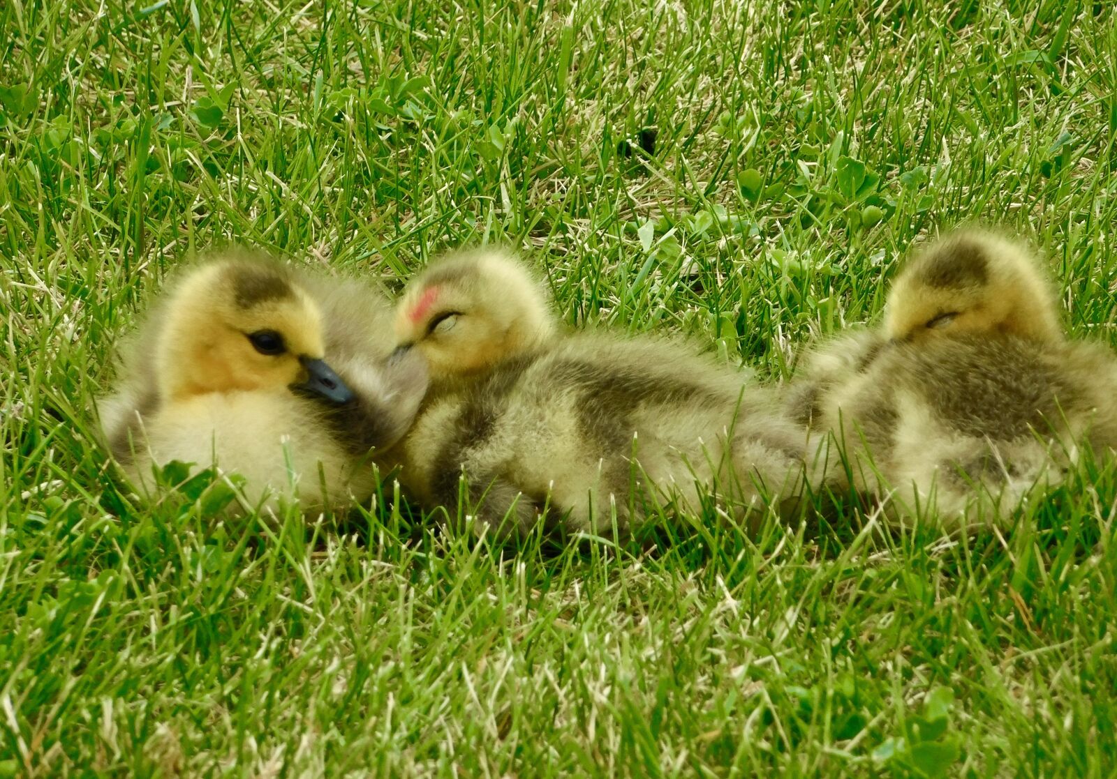 Nikon Coolpix B500 sample photo. Spring, babies, goslings photography