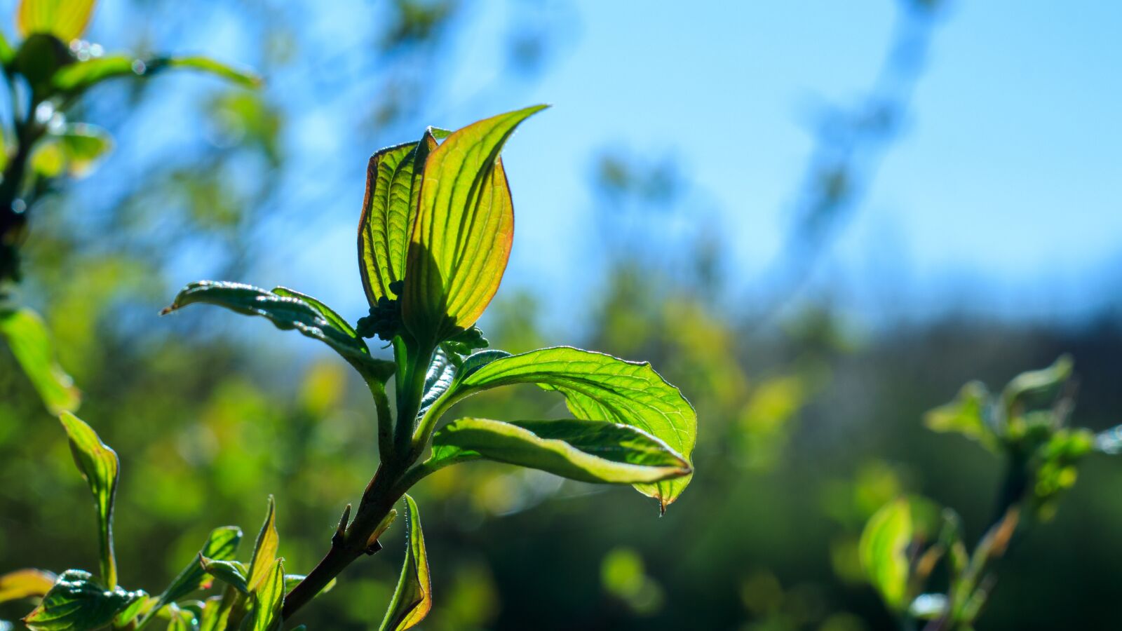 Canon EOS 80D sample photo. Spring, leaves, green photography