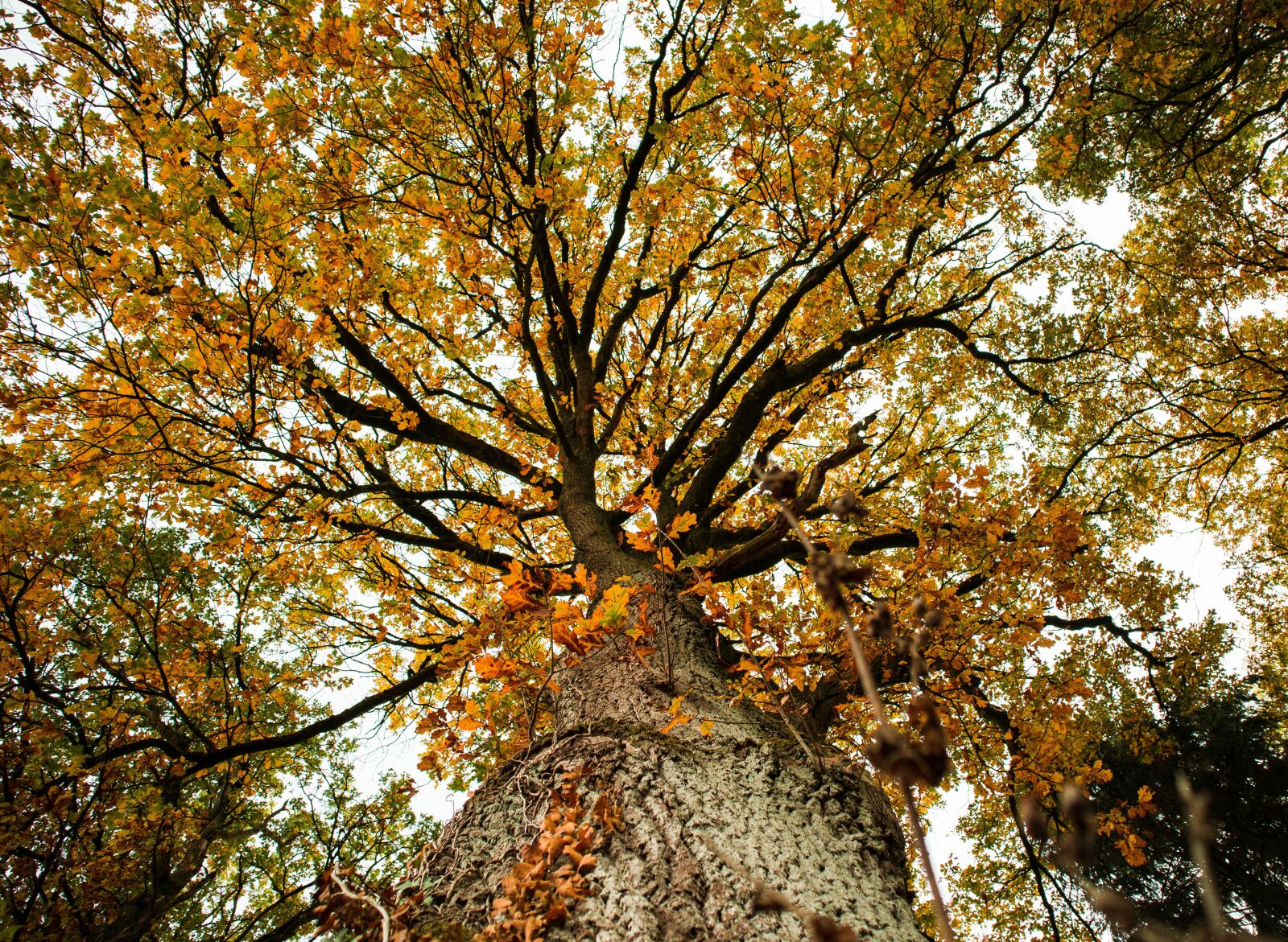 Canon EOS M50 (EOS Kiss M) sample photo. Autumn, leaves, nature photography