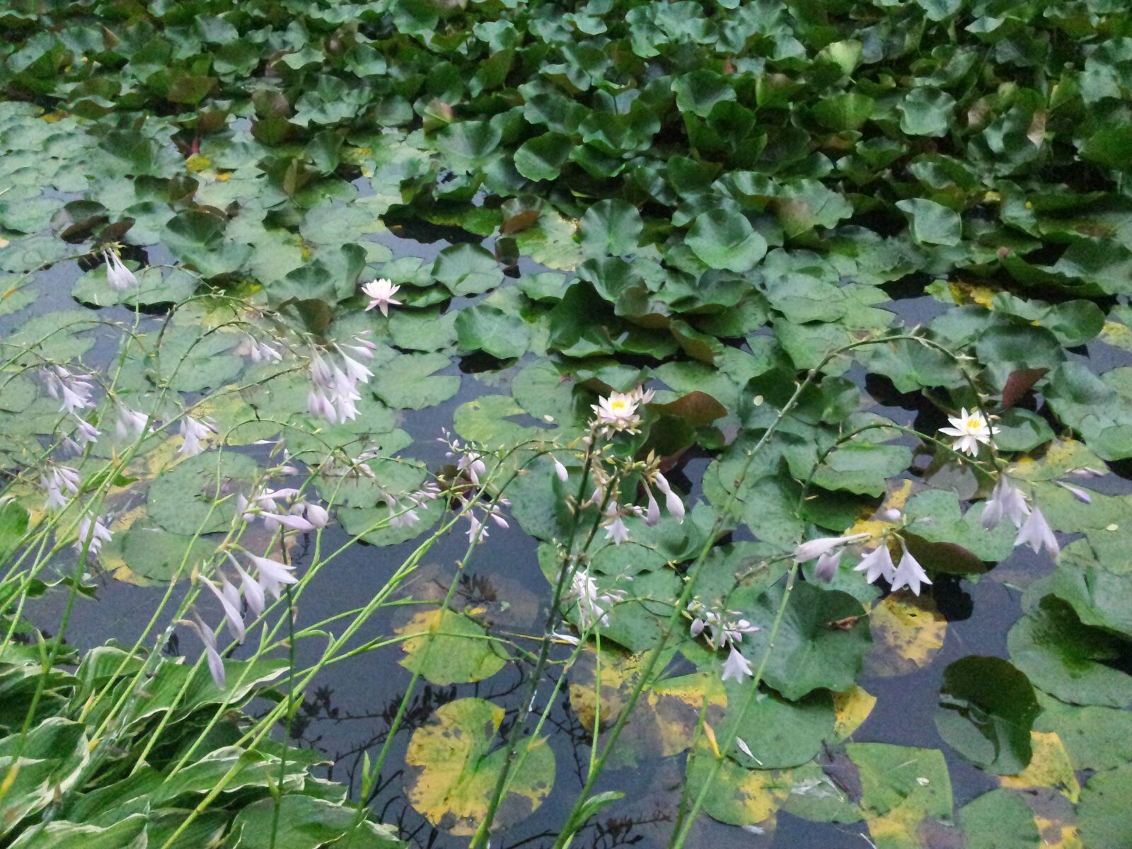 Samsung Galaxy S2 sample photo. Lotus, shelter, water photography