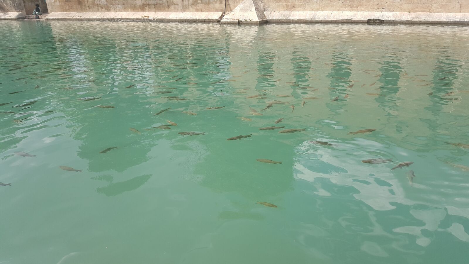 Samsung Galaxy Note5 sample photo. Fish, urfa, balık photography