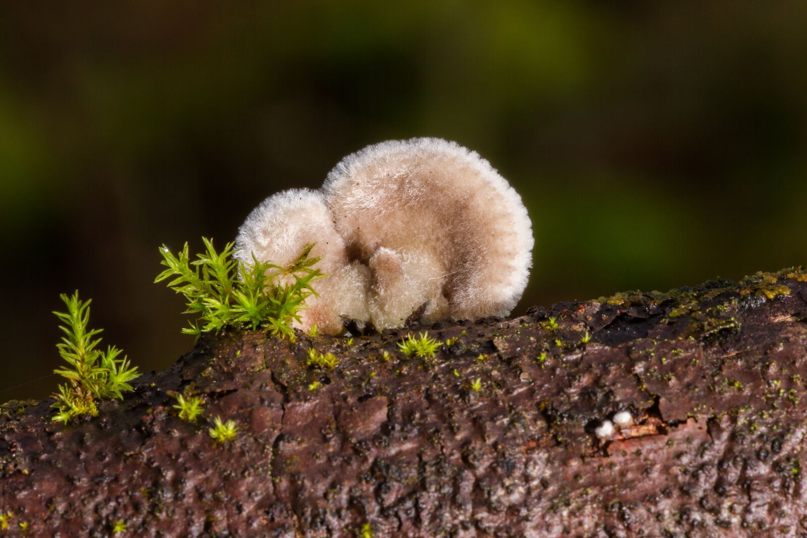 Canon EOS 7D sample photo. Mushroom, tree fungus, sponge photography