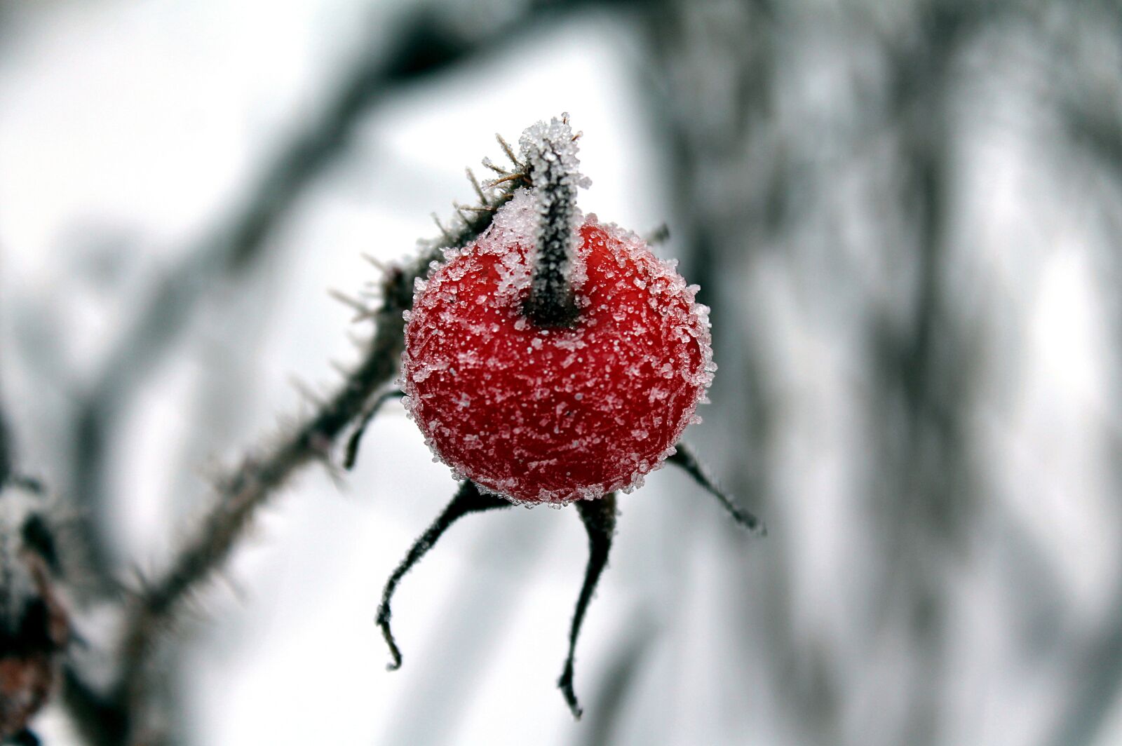 Canon EOS 1100D (EOS Rebel T3 / EOS Kiss X50) sample photo. Winter, rose hip, ice photography