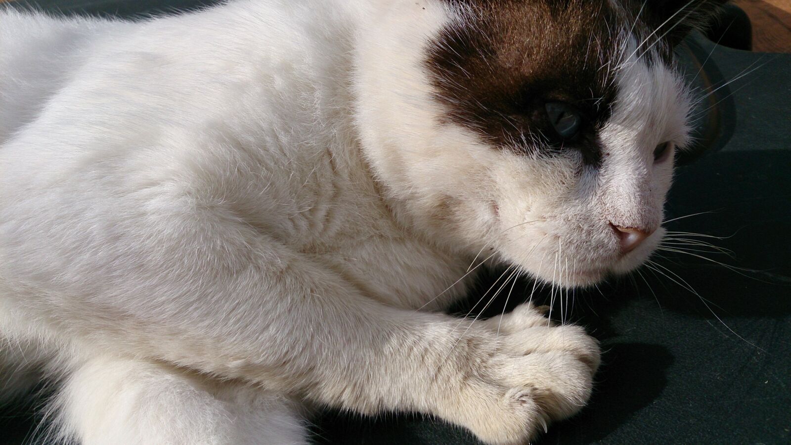 Sony Xperia Z sample photo. Cat, siamese, feline photography