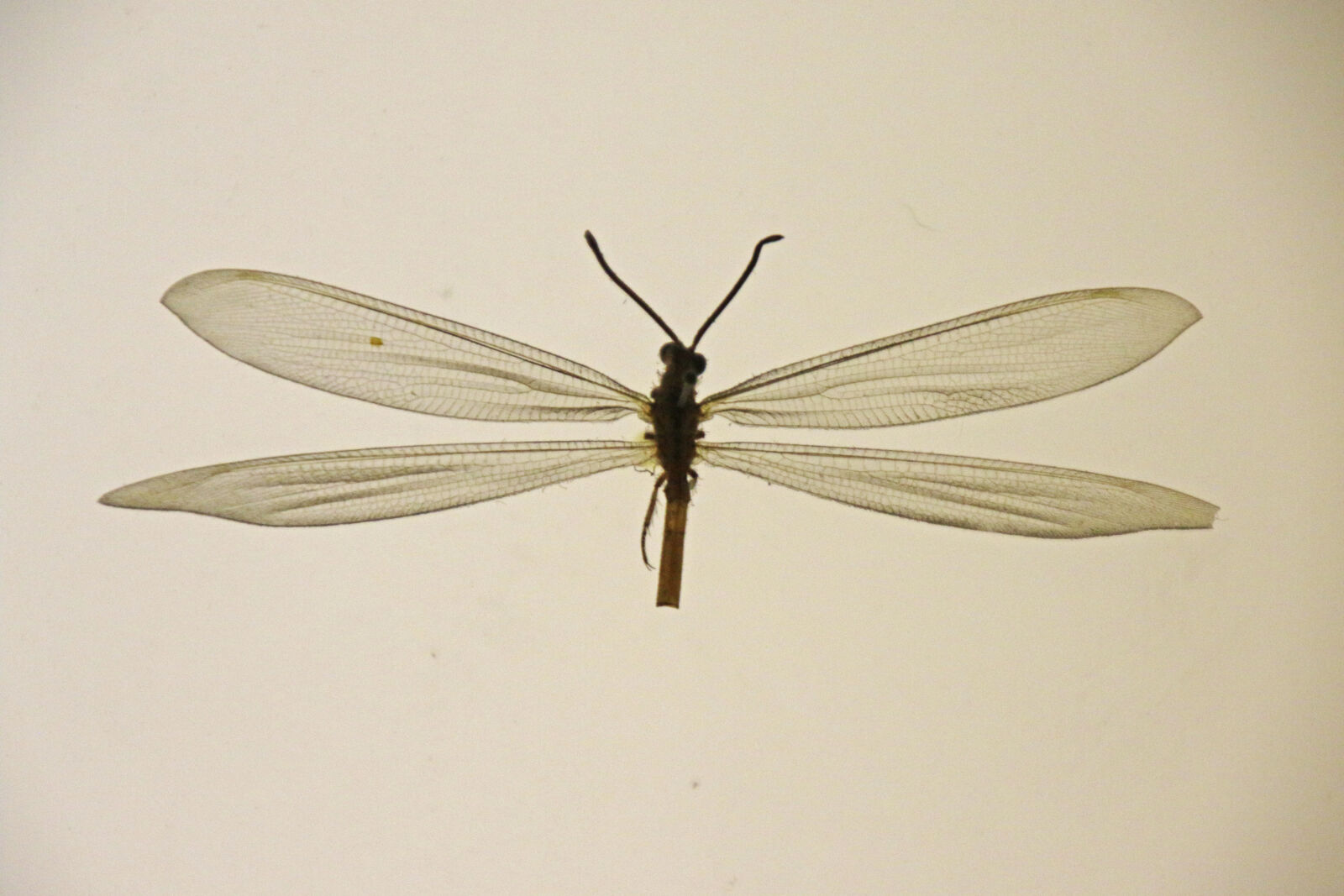Canon EOS 7D Mark II sample photo. Delicate, dragonfly, fly, insect photography