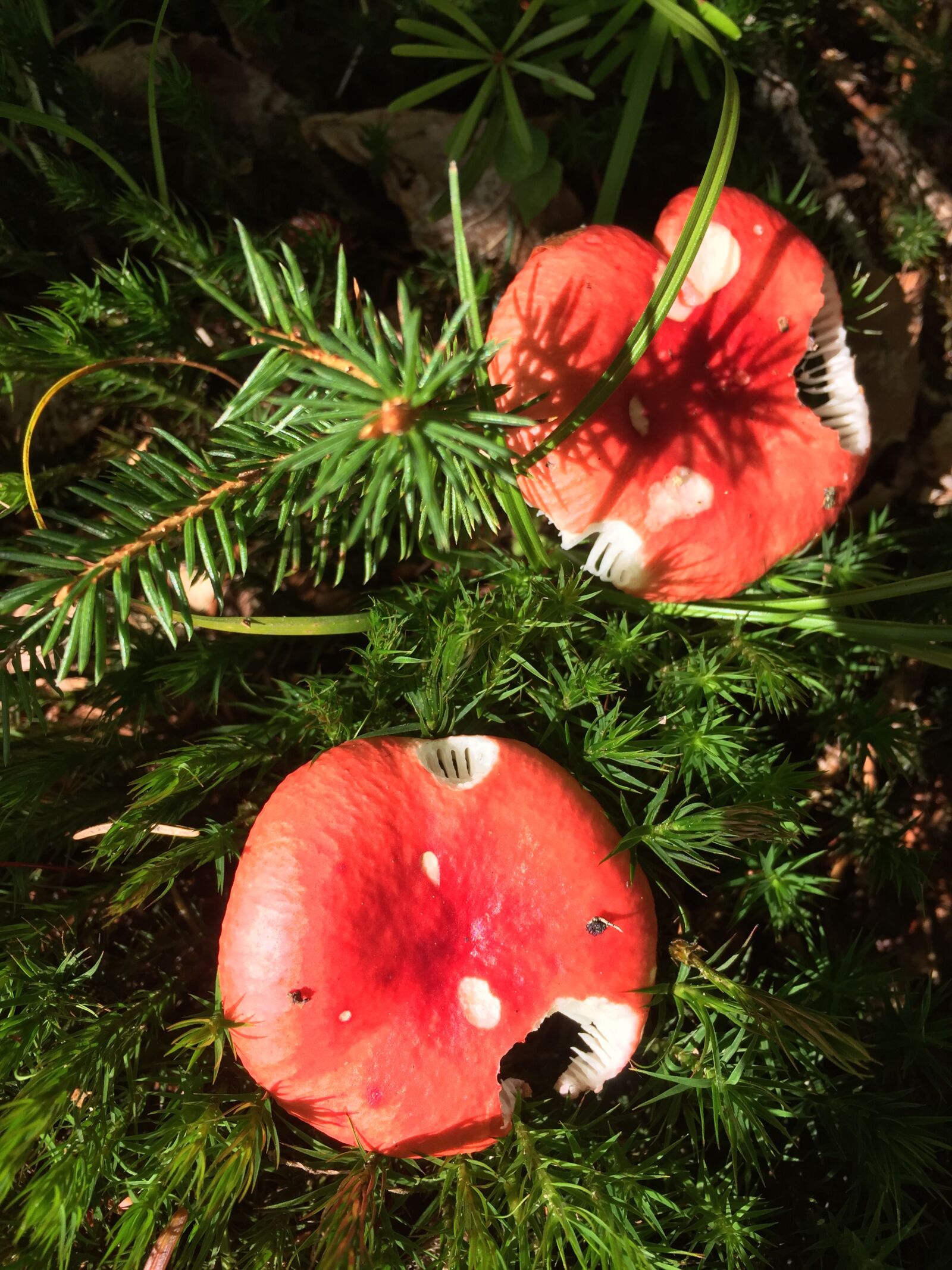 Apple iPhone 6 + iPhone 6 back camera 4.15mm f/2.2 sample photo. Mushroom, forest, forest mushroom photography