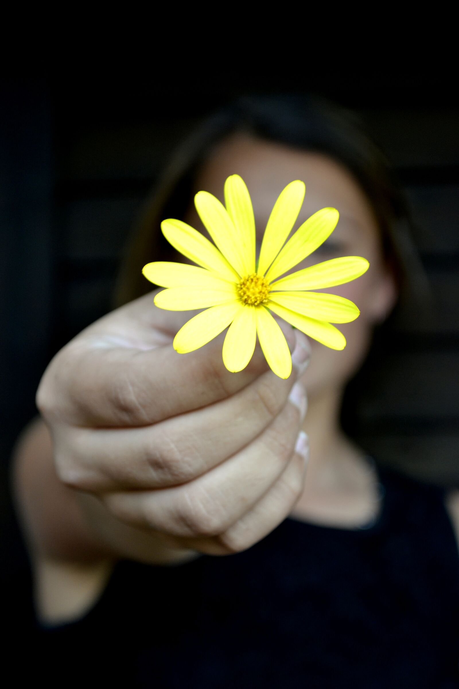 Nikon D3100 sample photo. Flower, yellow, daisy photography