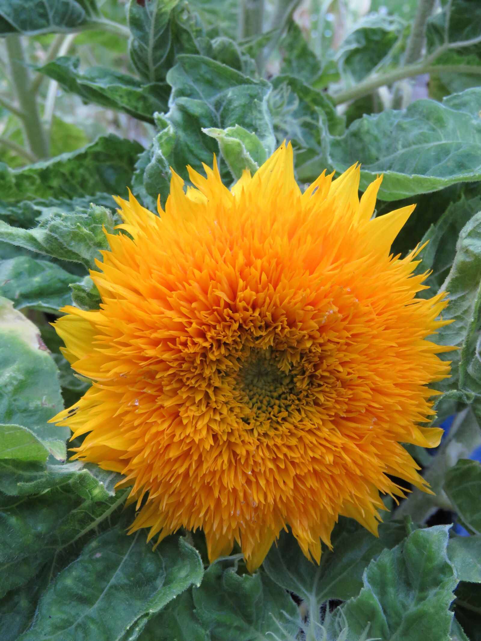 Canon PowerShot SX60 HS sample photo. Sunflower, flower, yellow photography