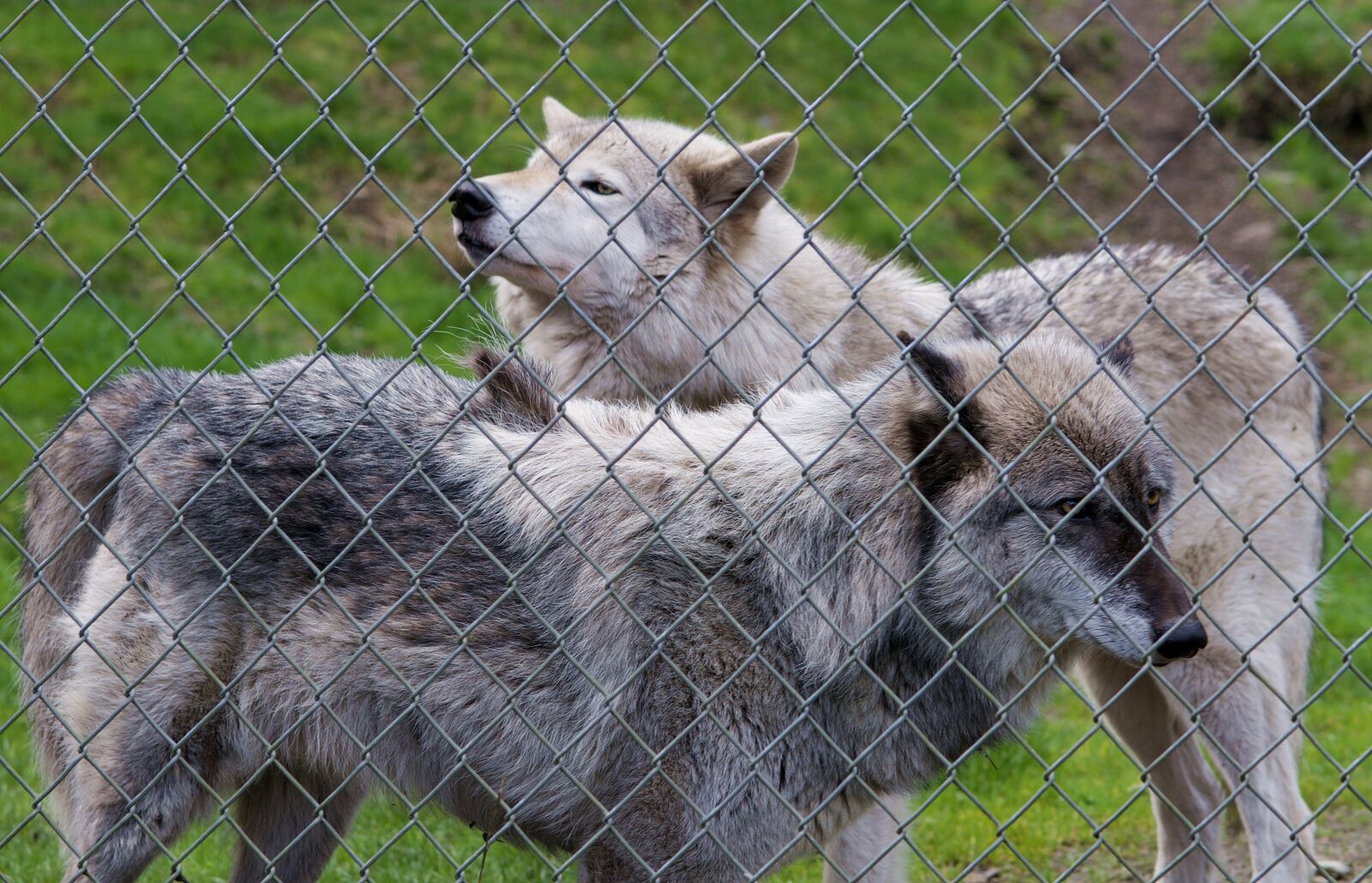 Nikon D300 sample photo. Wolf, wolves, gray wolf photography