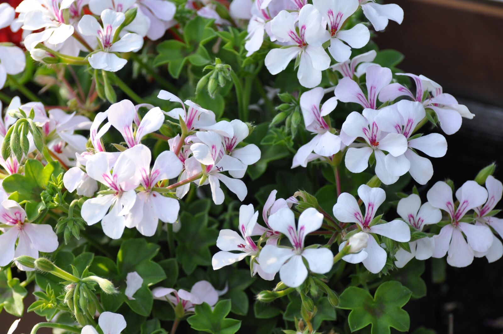Nikon D90 sample photo. Flowers, geranium, blossom photography