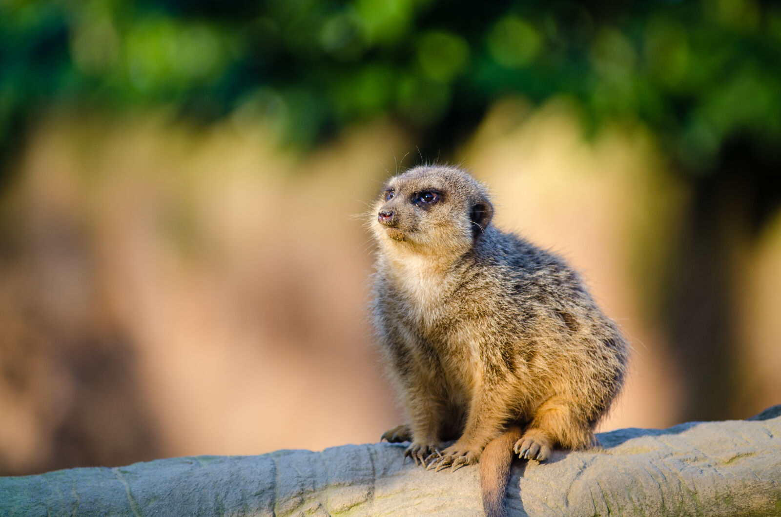 AF Zoom-Nikkor 80-200mm f/2.8 ED sample photo. Close, up, of, meerkat photography