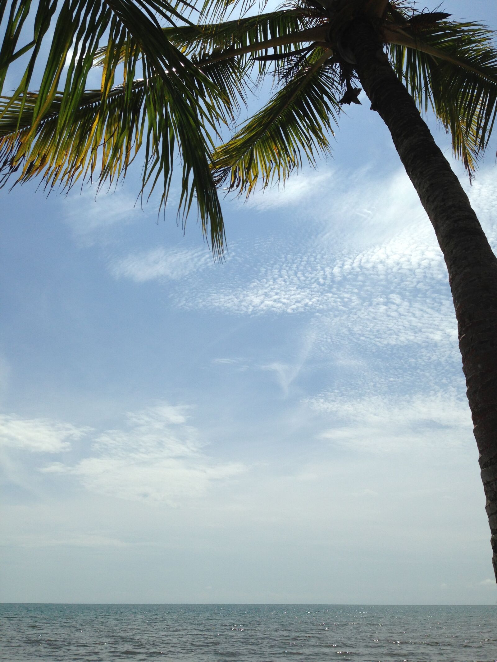 Apple iPhone 5 sample photo. Blue, sky, horizon, palm photography