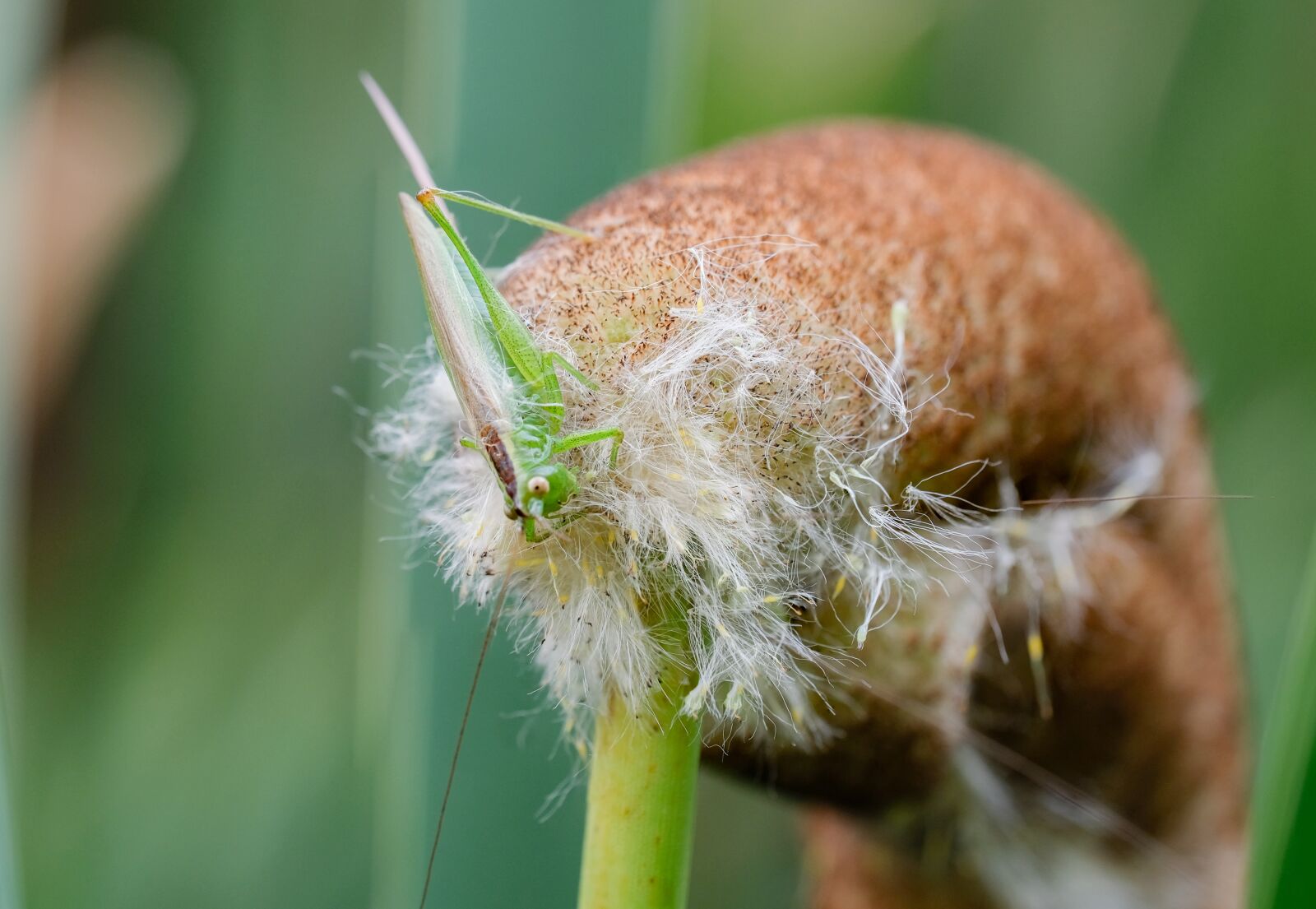 Fujifilm X-H1 sample photo. Long-winged conehead, conocephalus fuscus photography