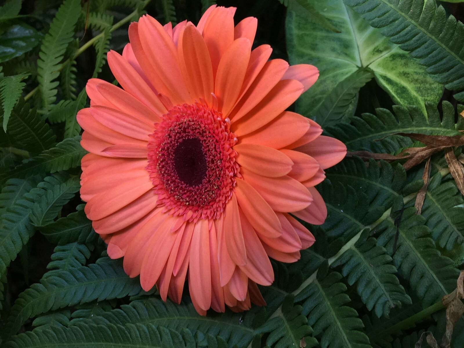 Apple iPhone 6s Plus sample photo. Orange flower, petals orange photography