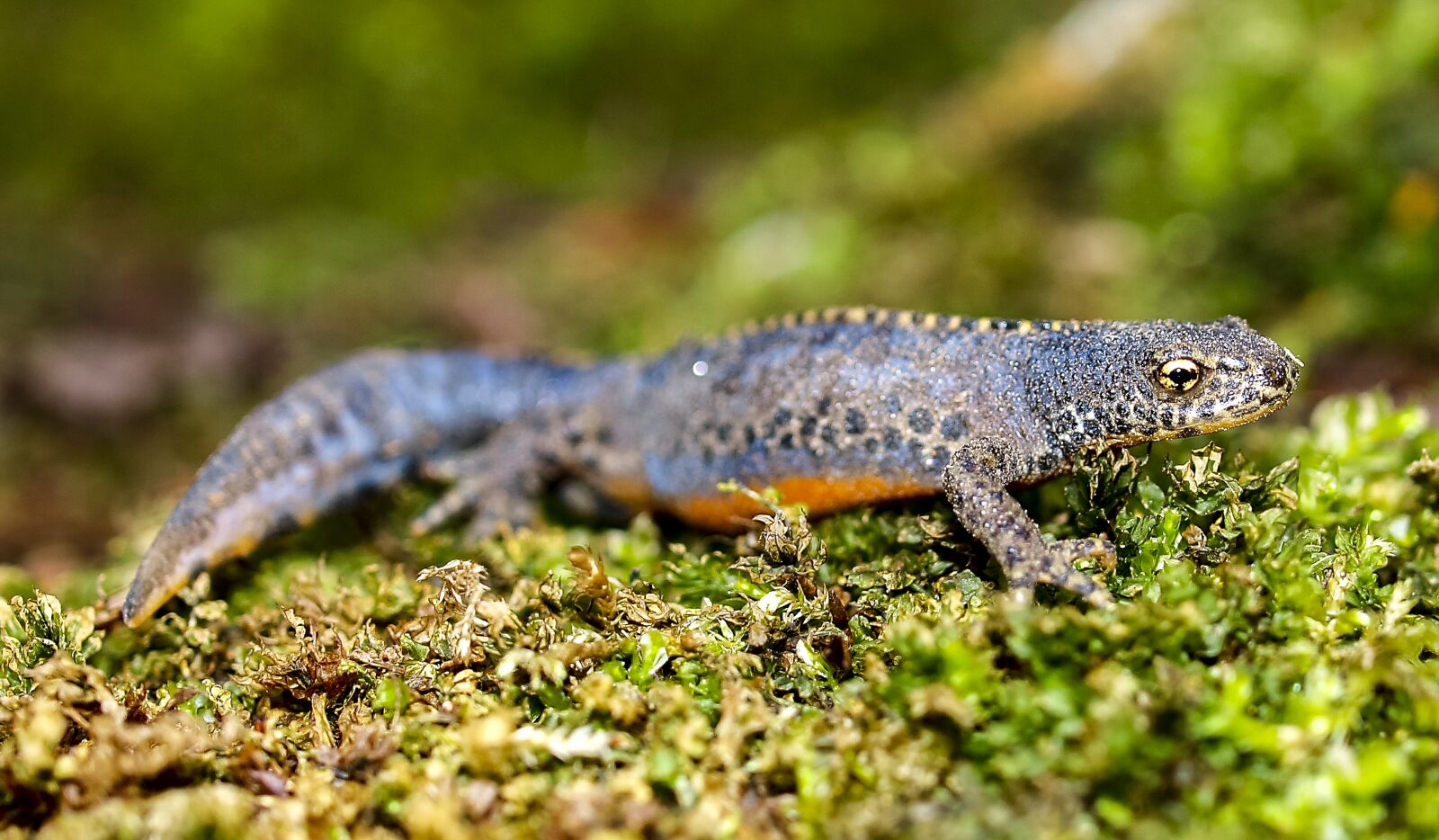 Olympus E-520 (EVOLT E-520) + OLYMPUS 35mm Lens sample photo. Alpine newt, newt, amphibians photography