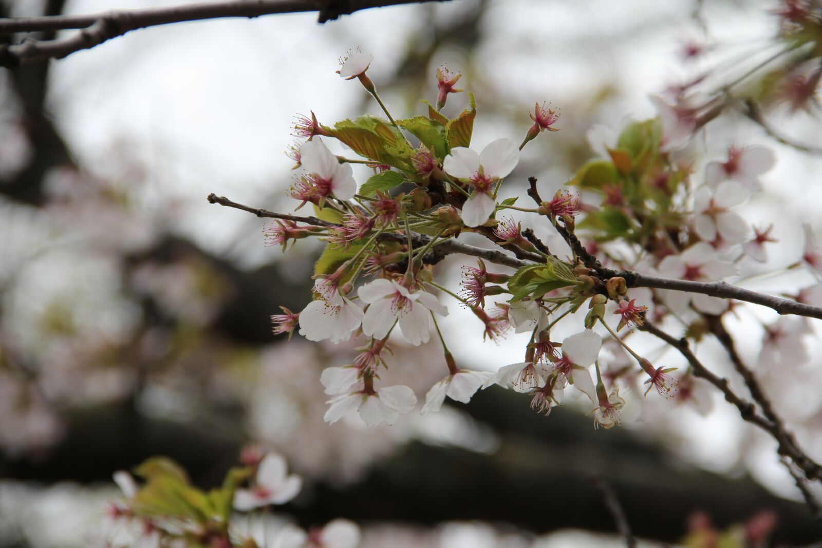 Canon EOS 60D sample photo. Flower, cherry, tree photography