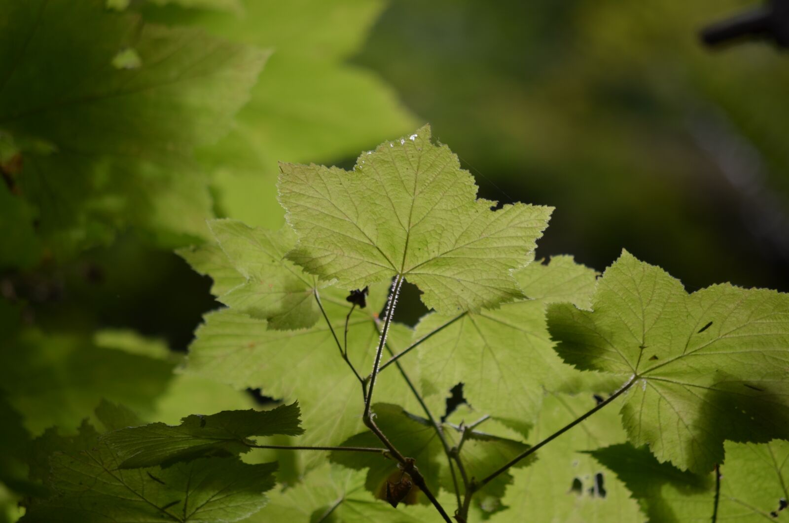 Nikon D5100 sample photo. Maple, tree, nature photography