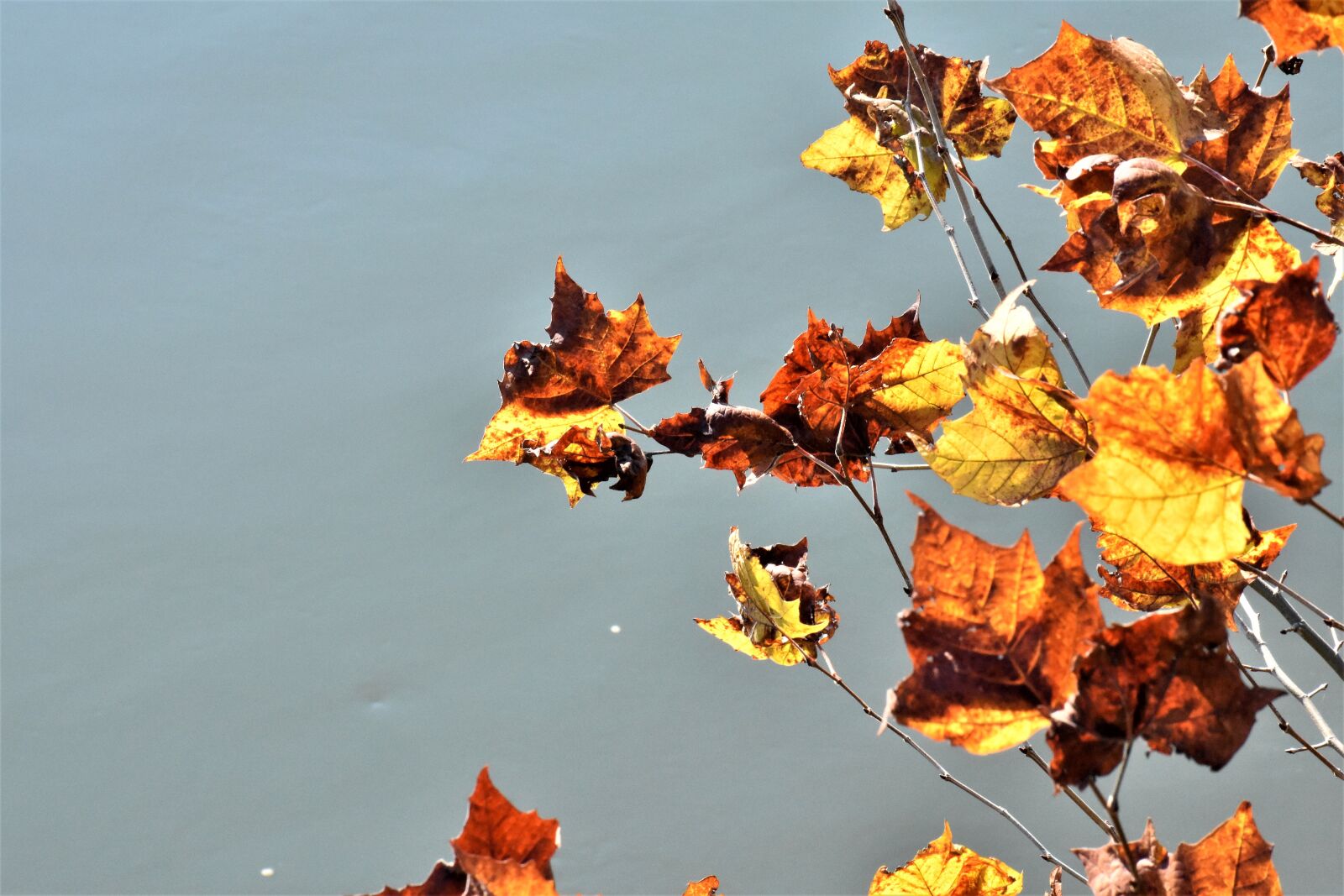 Nikon D3400 sample photo. Fall, leaves, autumn photography