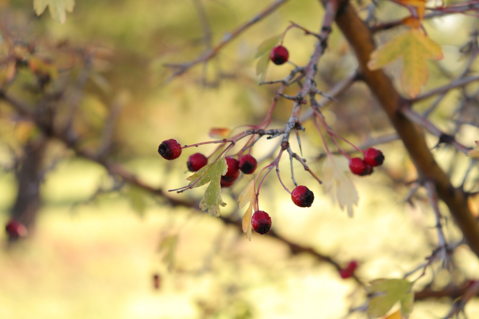 Canon EOS 800D (EOS Rebel T7i / EOS Kiss X9i) sample photo. Oto o, autumn leaves photography