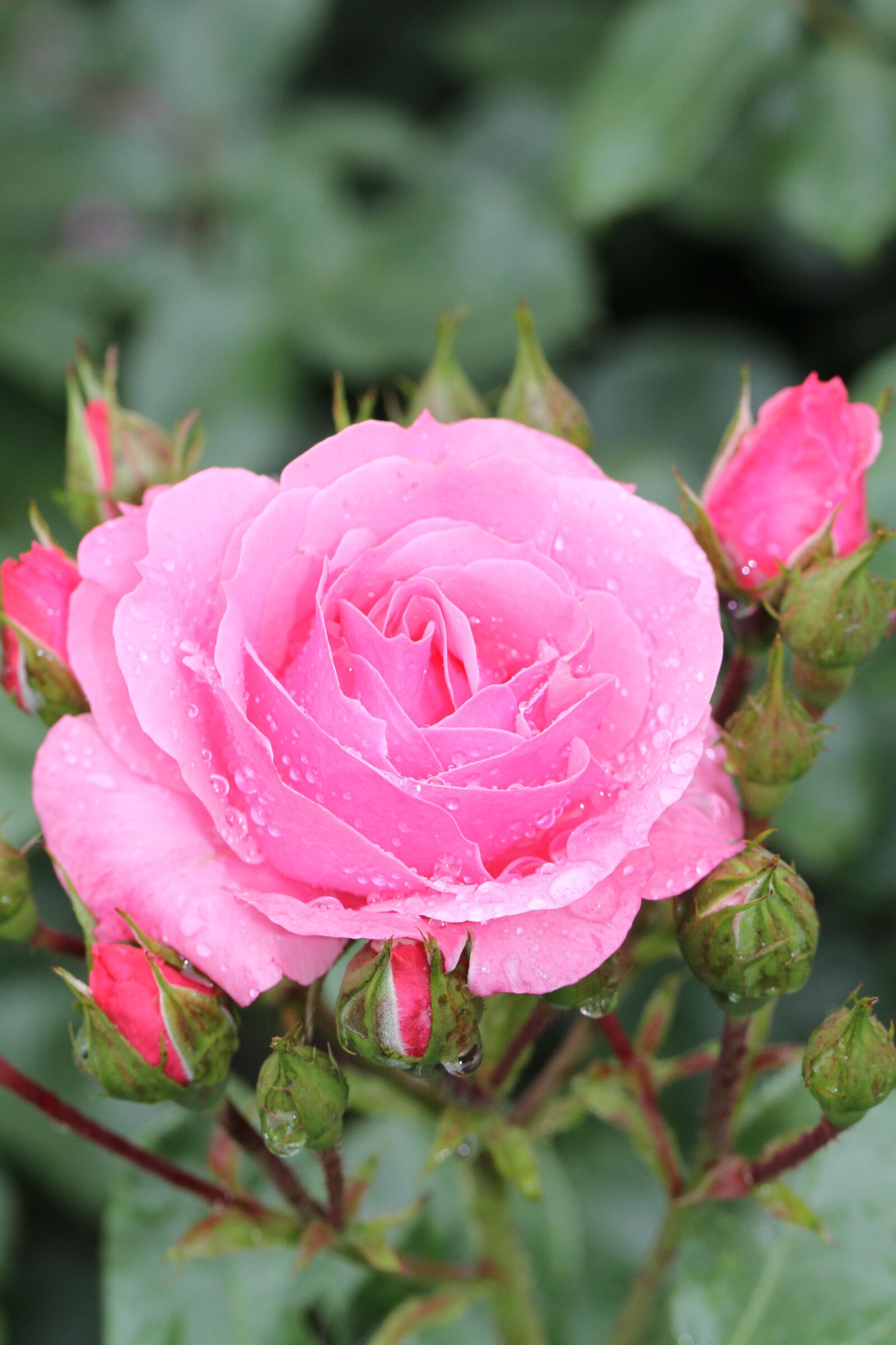 Canon EF 100mm F2.8L Macro IS USM sample photo. Rose, pink, open rose photography