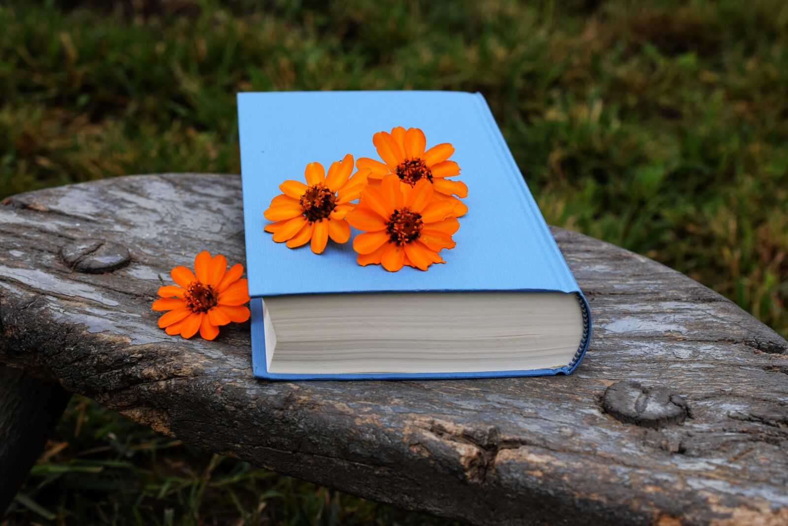 Nikon D5300 sample photo. Book, flowers, orange photography