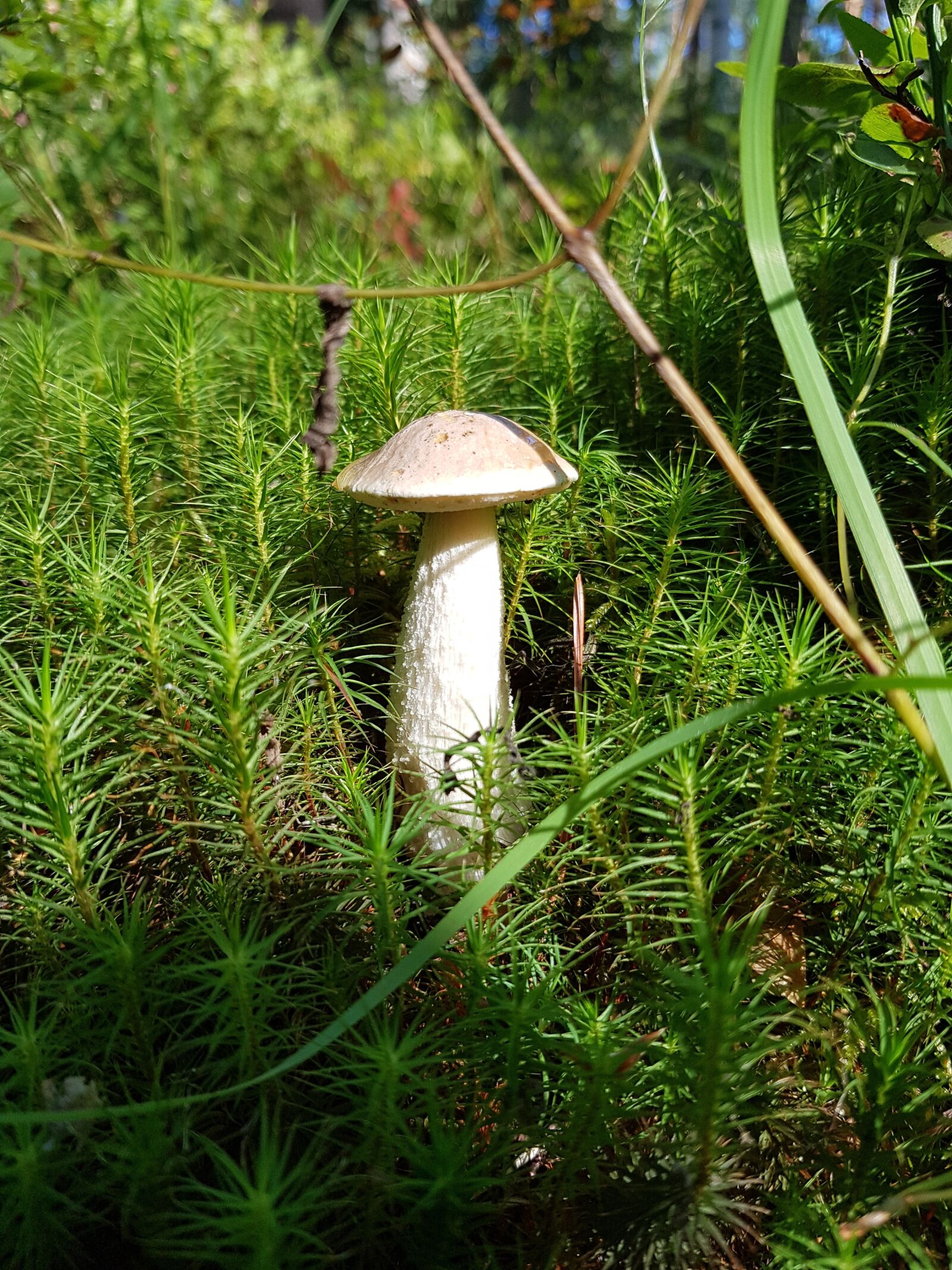 Samsung SM-G930F sample photo. Mushroom, forest, velikodvor'ye photography