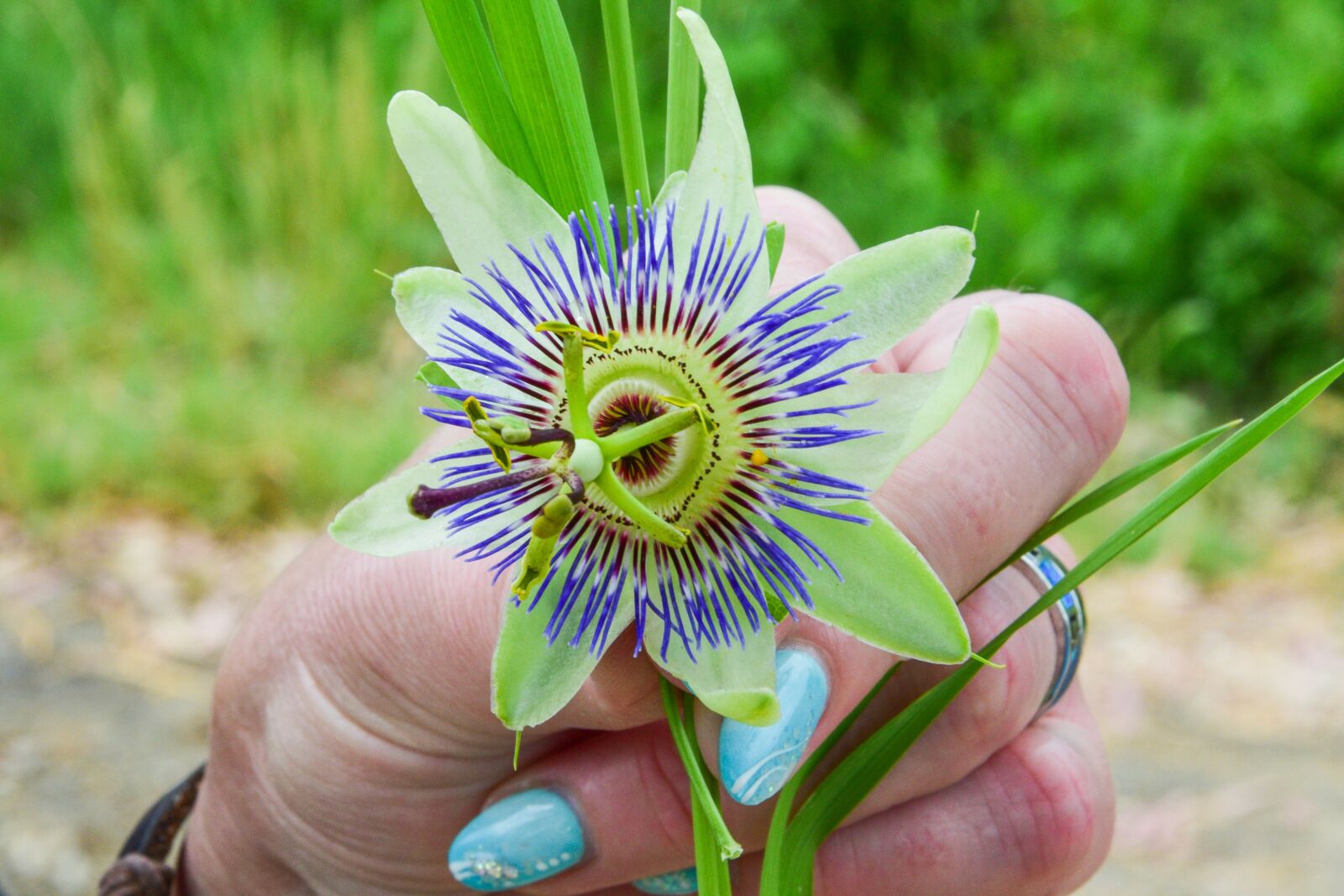 Nikon D3300 sample photo. Flower, blue, nature photography