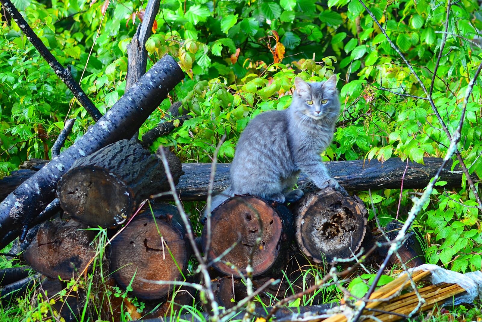 Nikon D5100 sample photo. Wood, tree trunk, animal photography