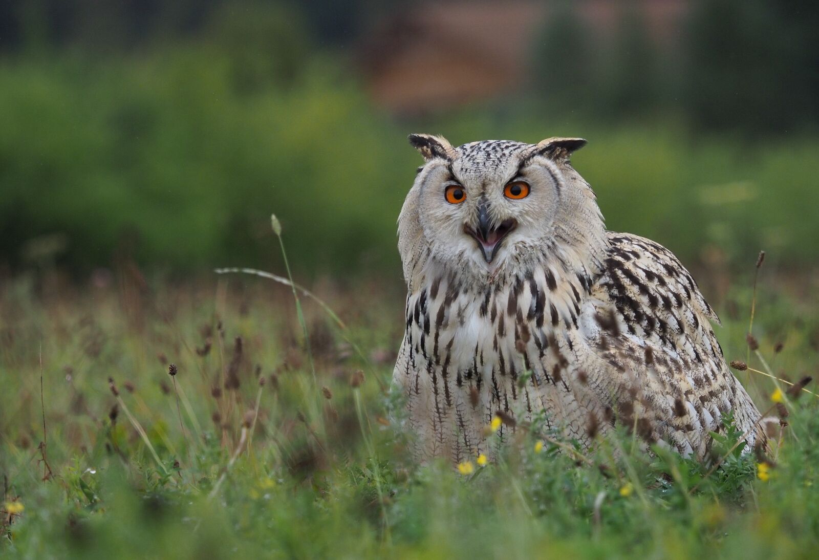 Olympus OM-D E-M1 Mark II + Olympus M.Zuiko Digital ED 40-150mm F2.8 Pro sample photo. Bird, animal, owl siberian photography